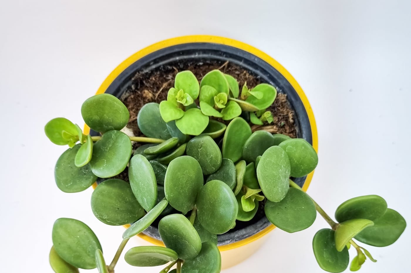 Peperomia Hope