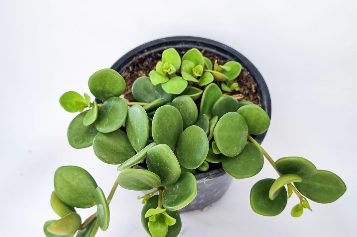 Peperomia Hope