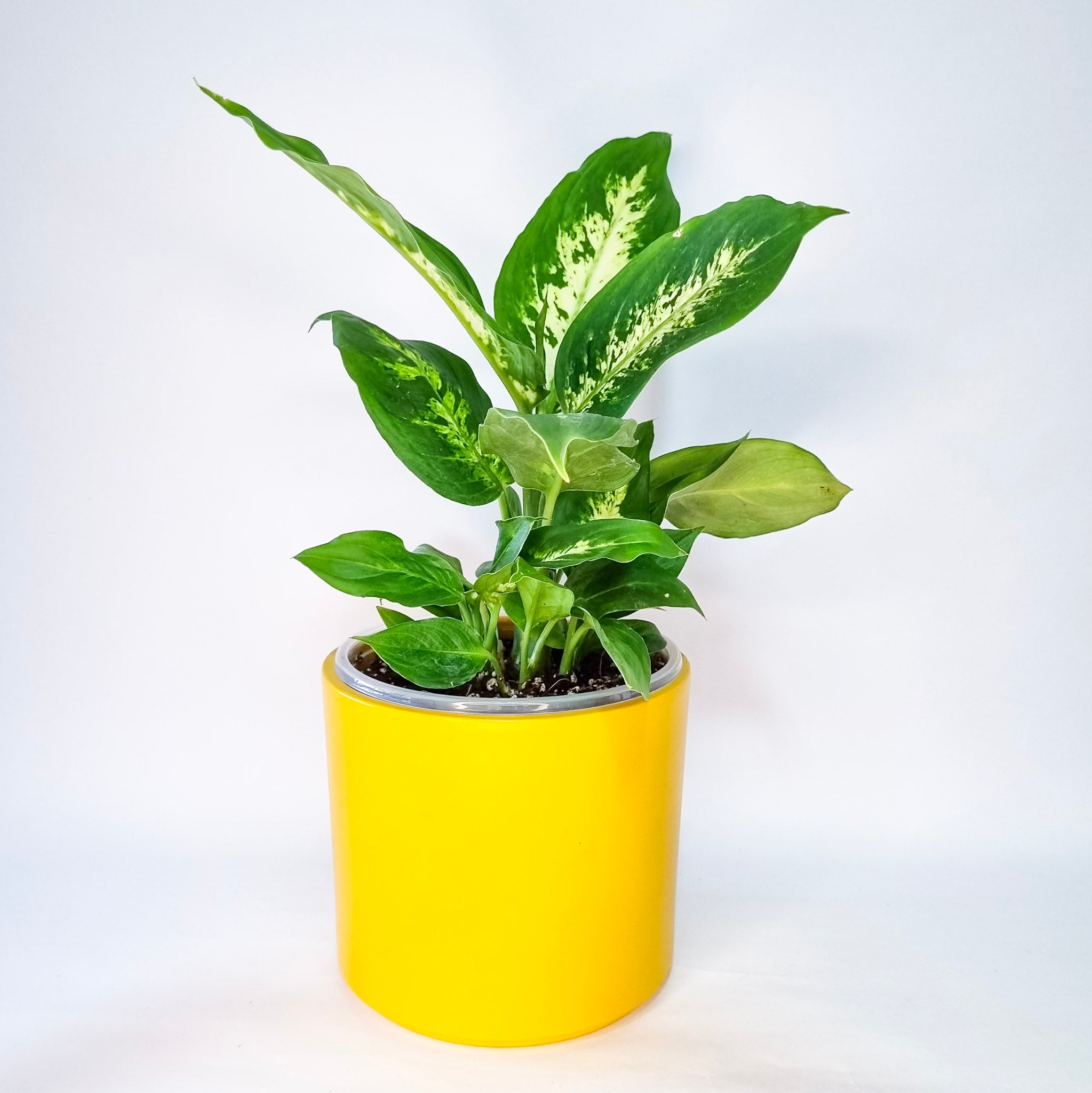 Dieffenbachia Camilla
