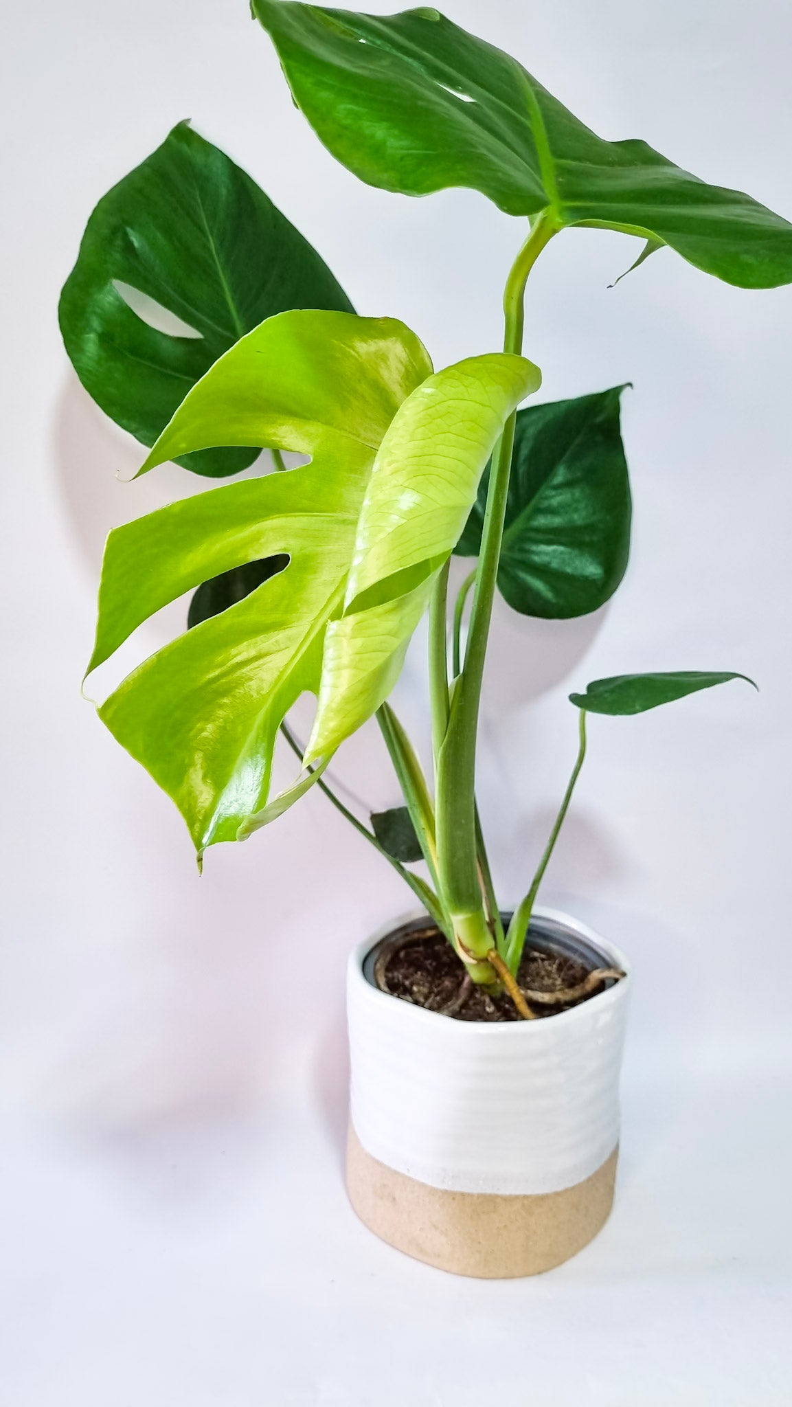 Monstera Deliciosa