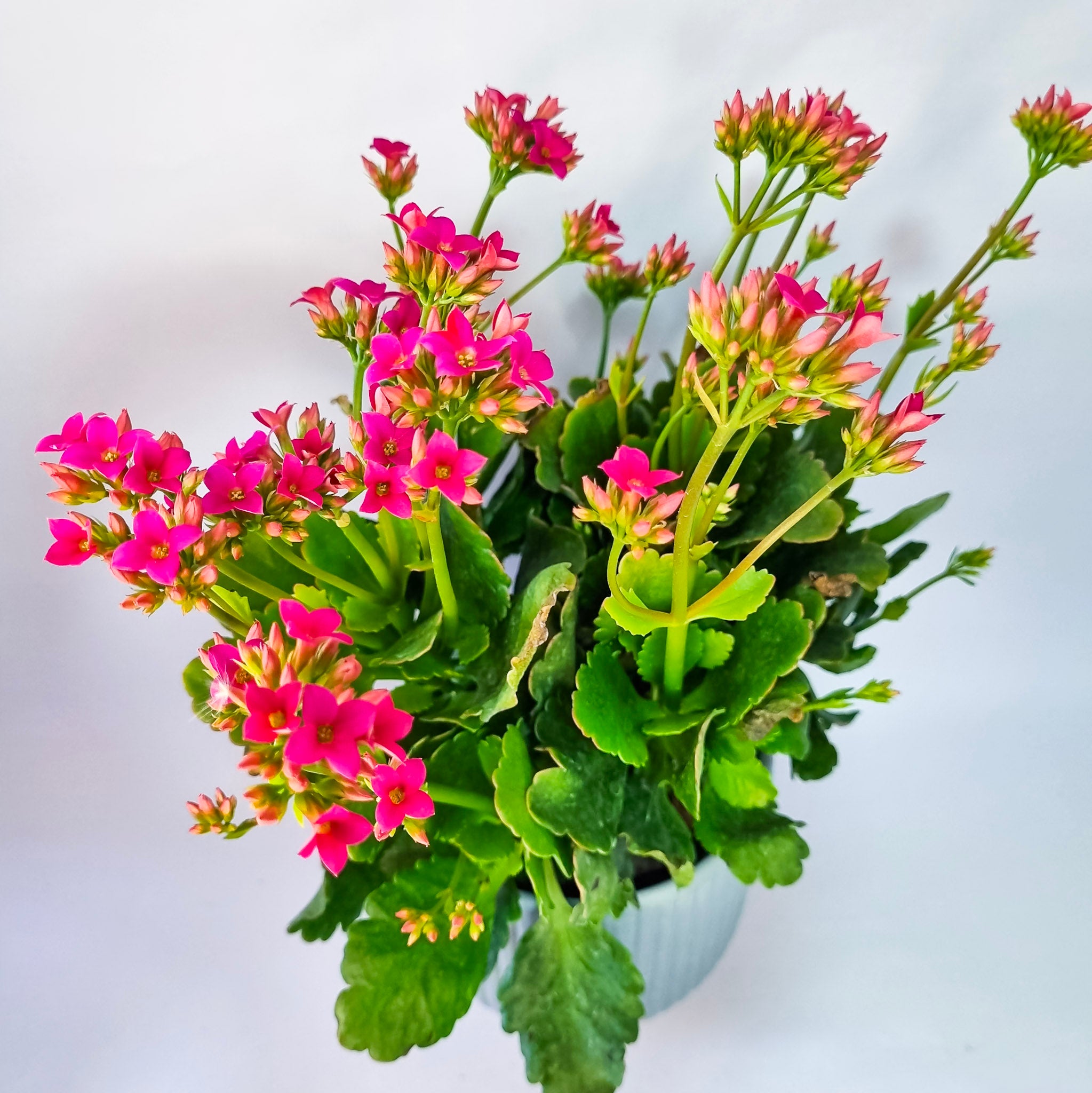 Kalanchoe