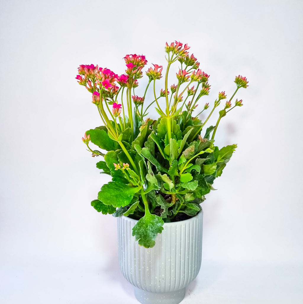 Kalanchoe