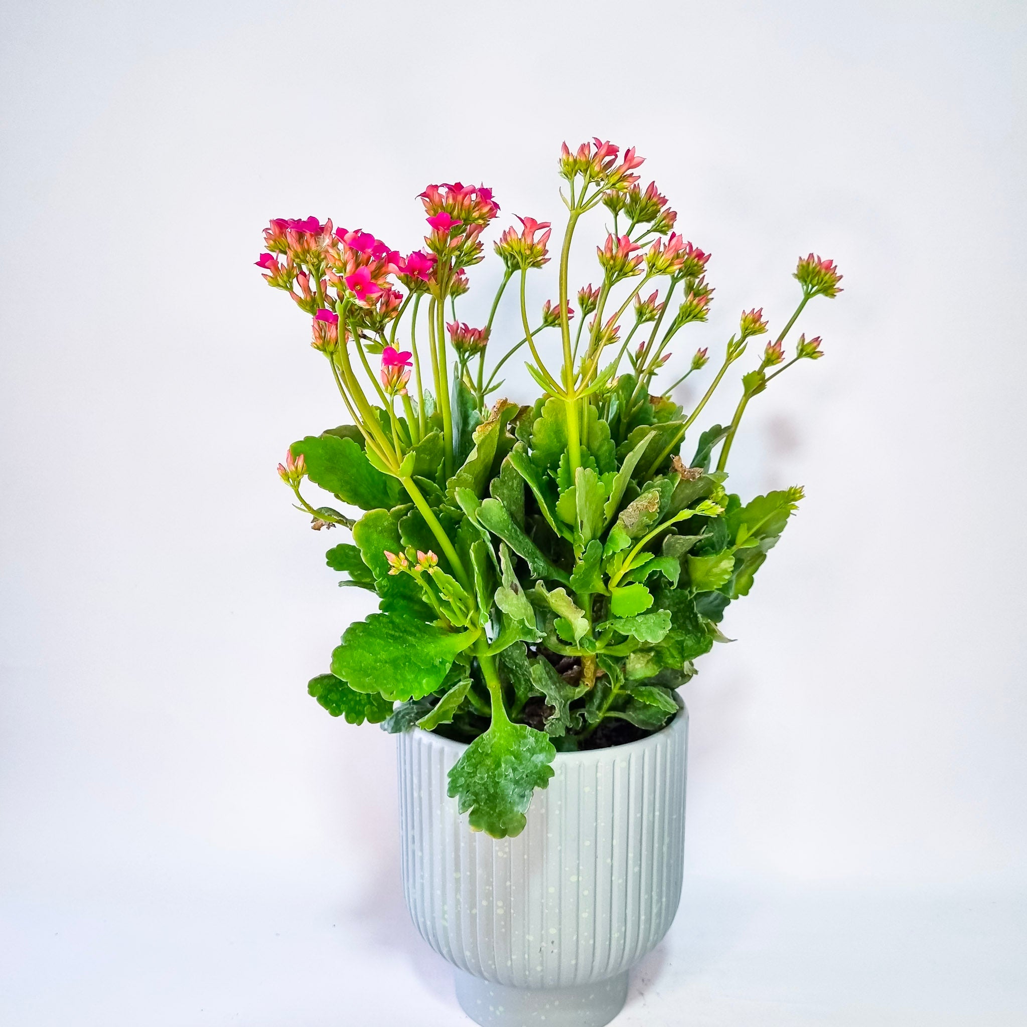 Kalanchoe