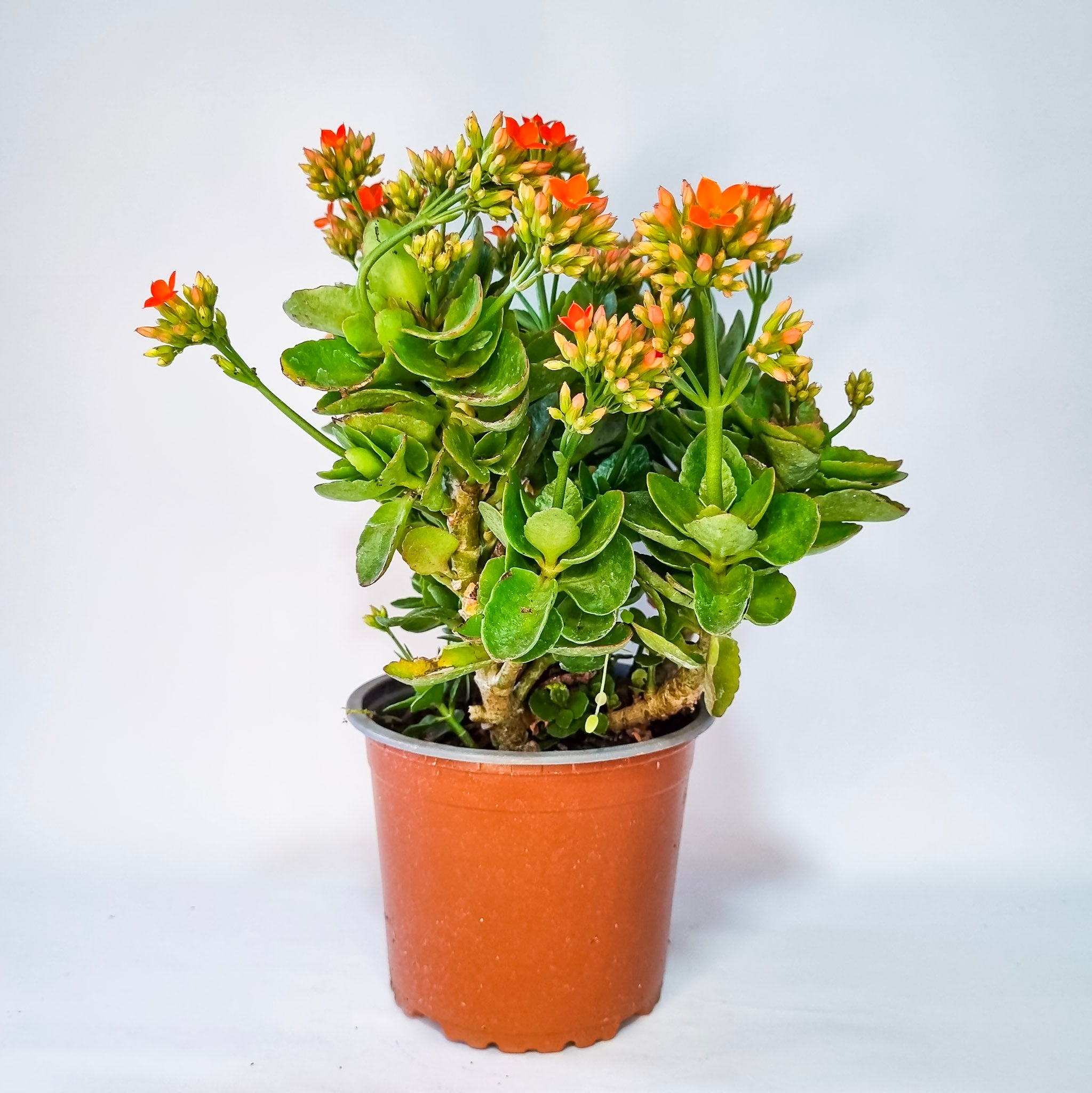 Kalanchoe