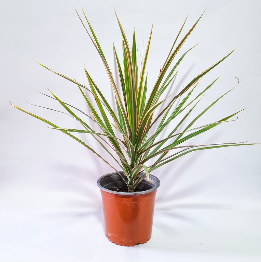 Dracaena Marginata Tricolor