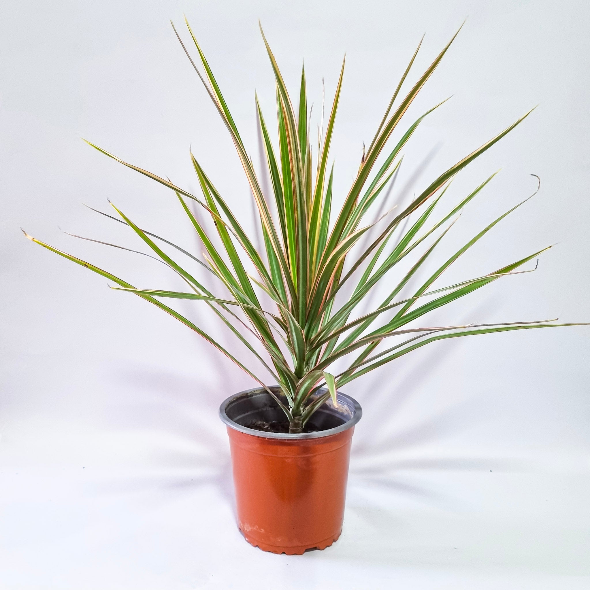 Dracaena Marginata Tricolor