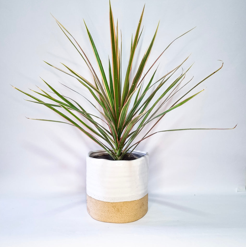 Dracaena Marginata Tricolor