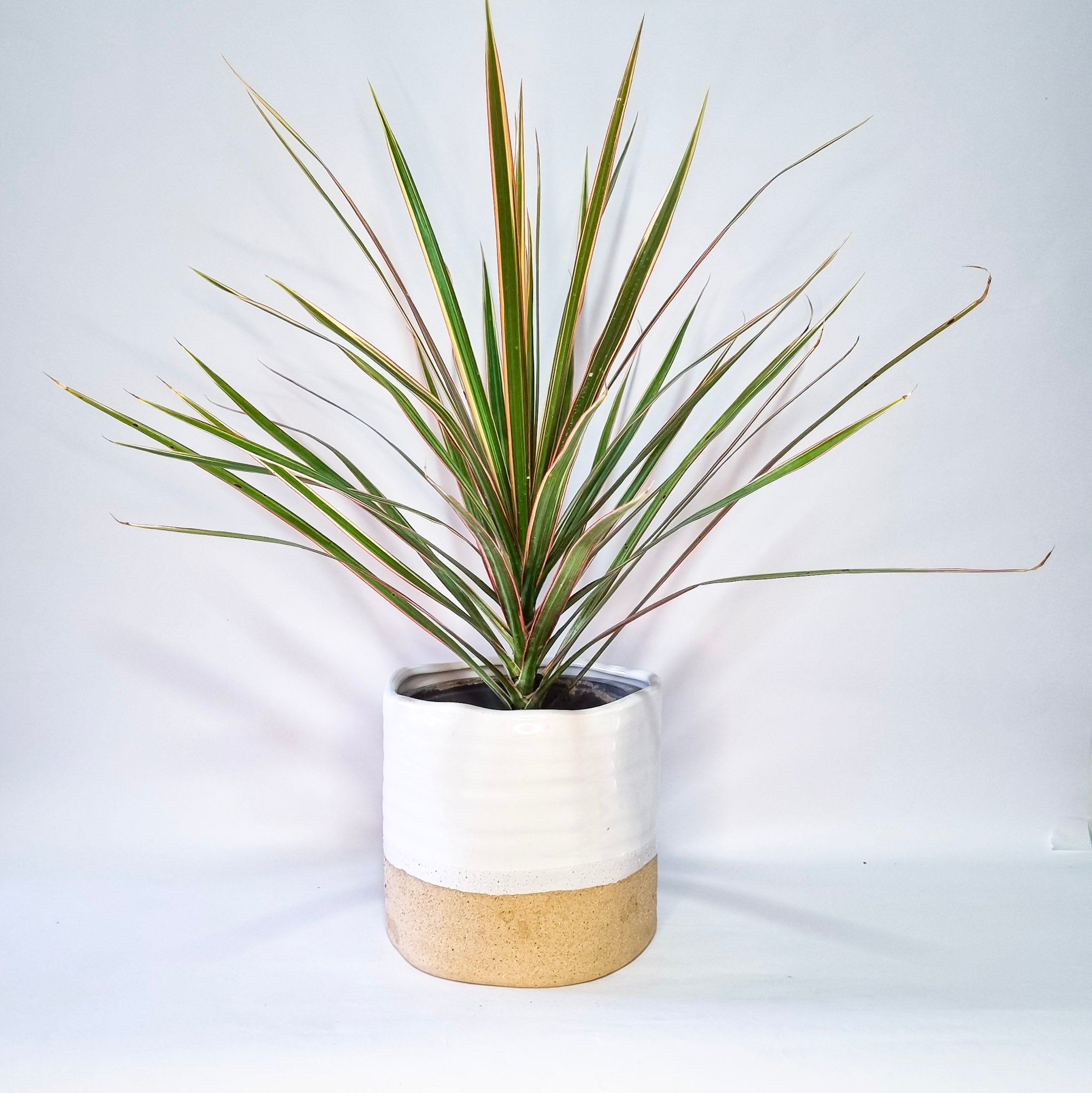 Dracaena Marginata Tricolor