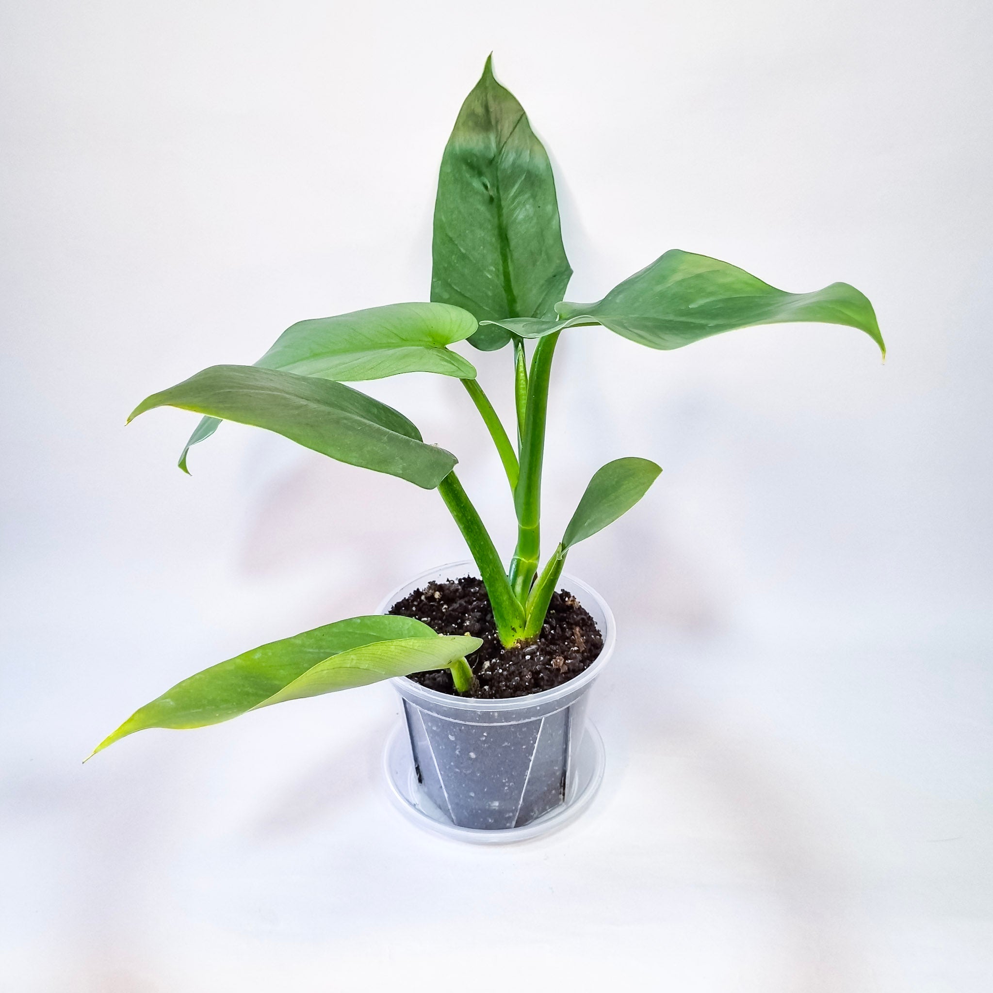 Philodendro Silver