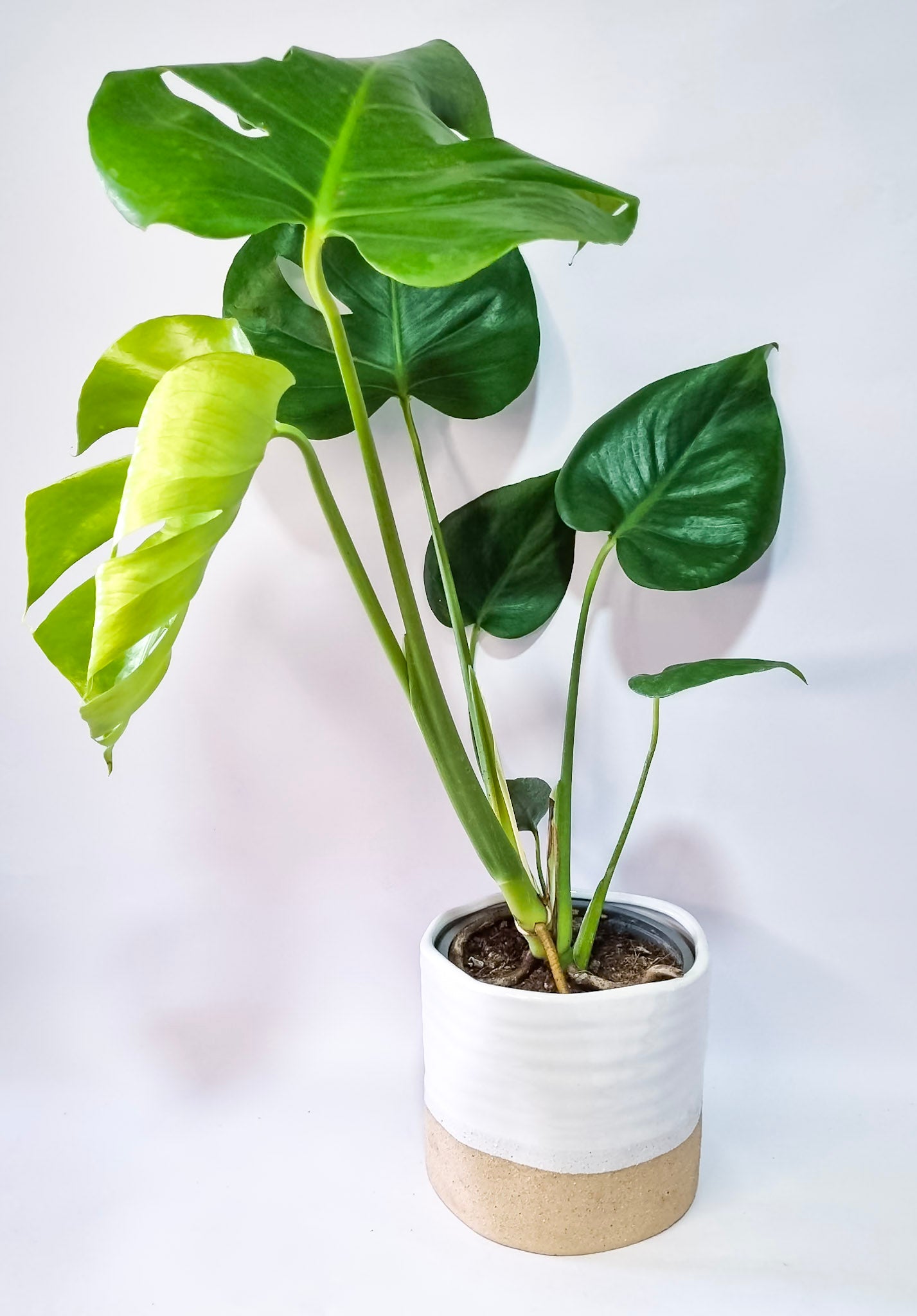 Monstera Deliciosa