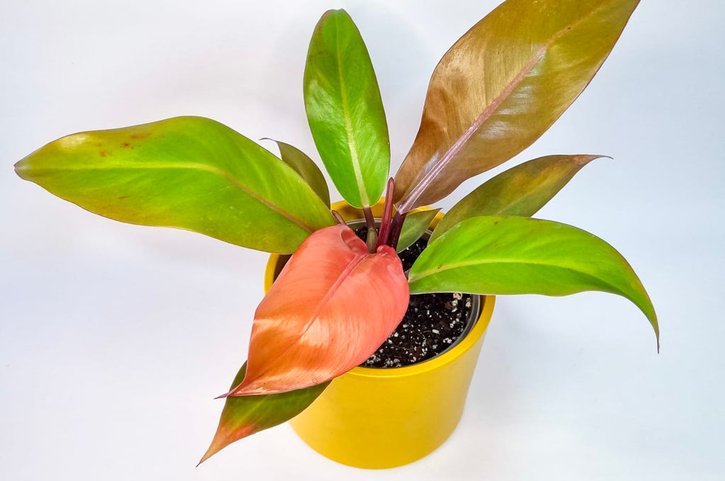 Filodendro Prince of Orange