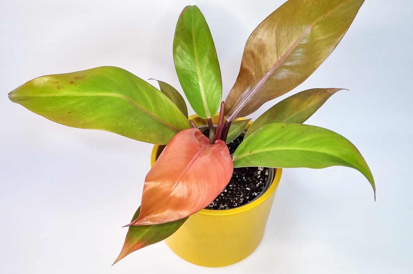 Filodendro Prince of Orange