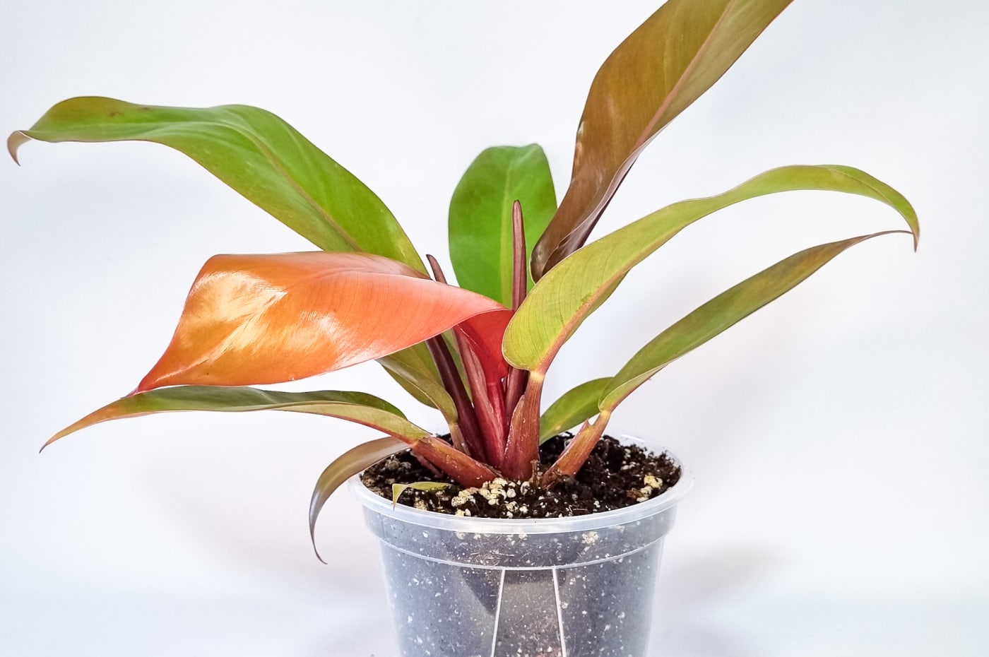 Filodendro Prince of Orange