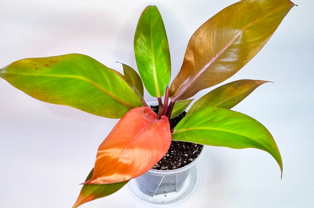 Filodendro Prince of Orange