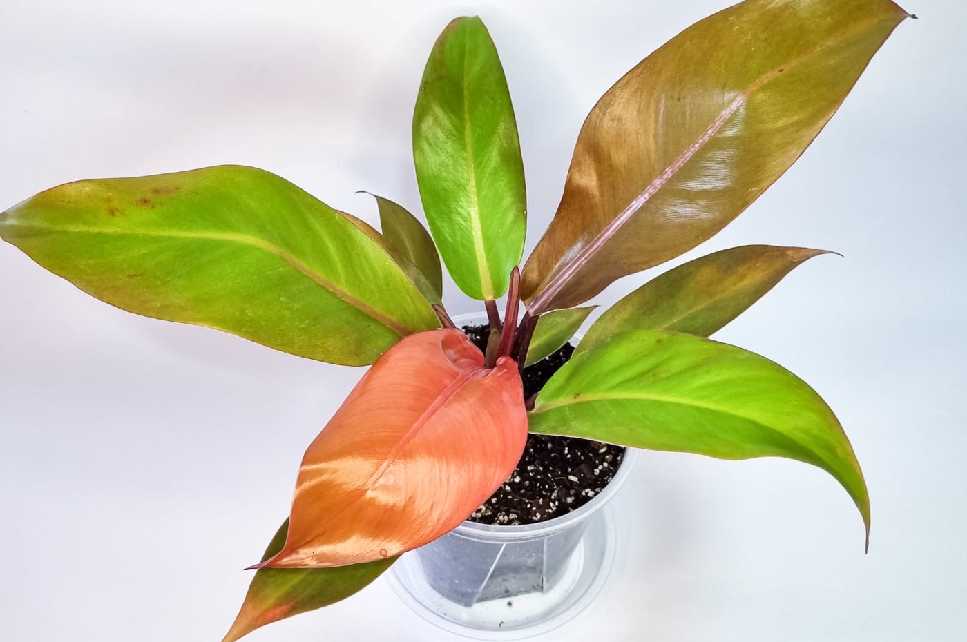 Filodendro Prince of Orange