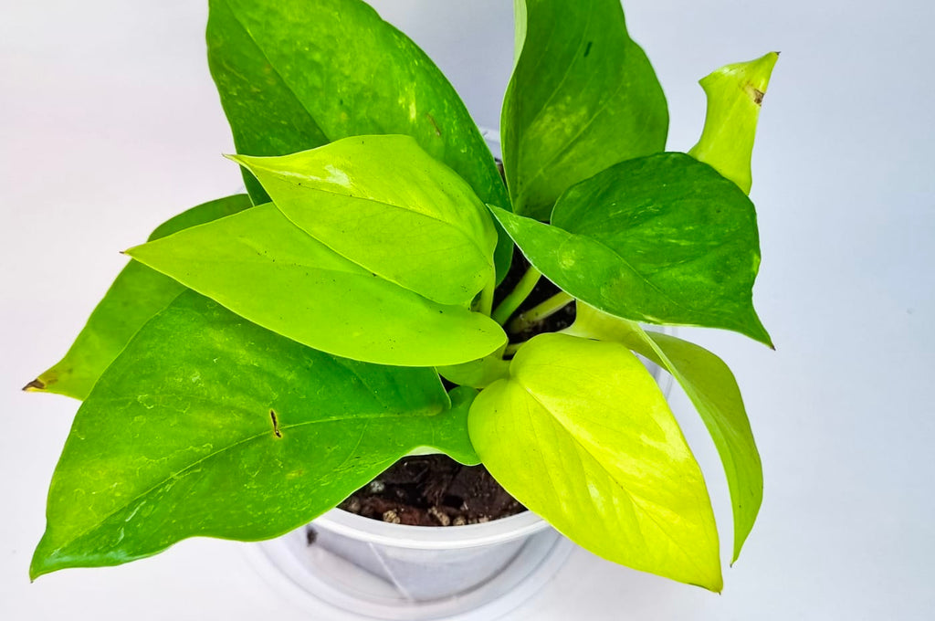 Pothos Neón