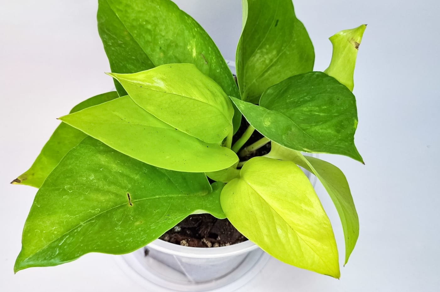Pothos Neón