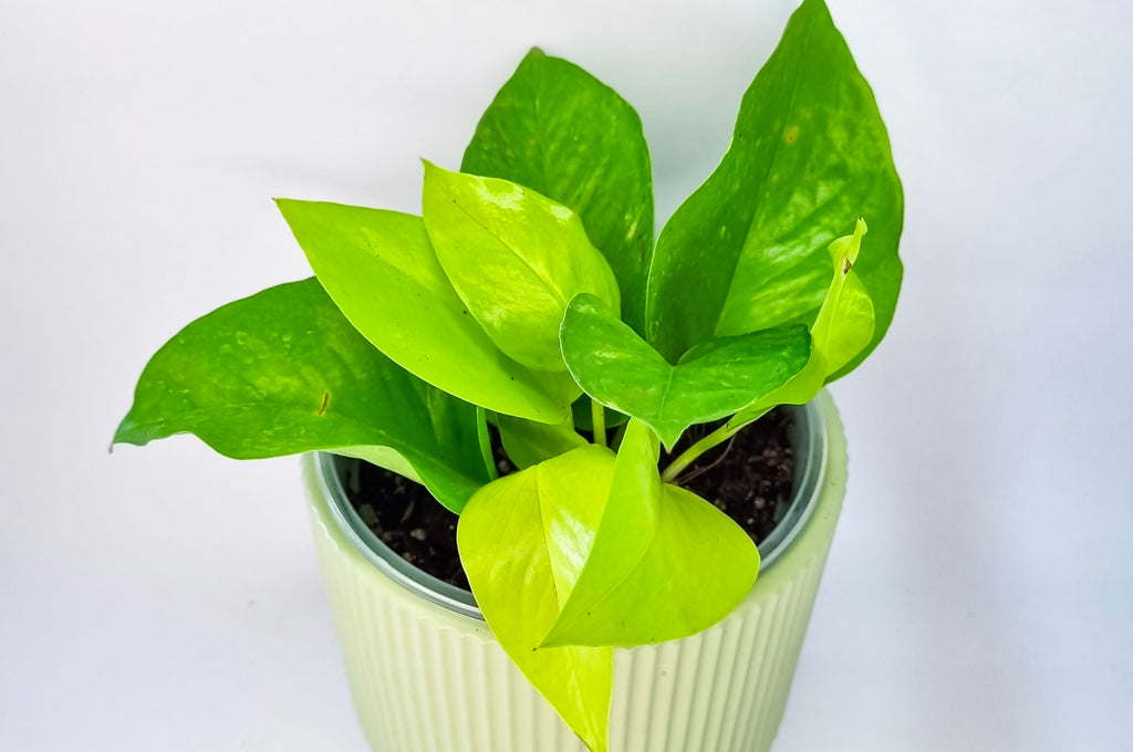 Pothos Neón