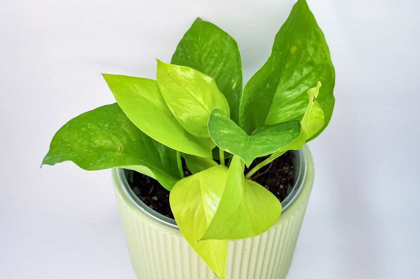 Pothos Neón