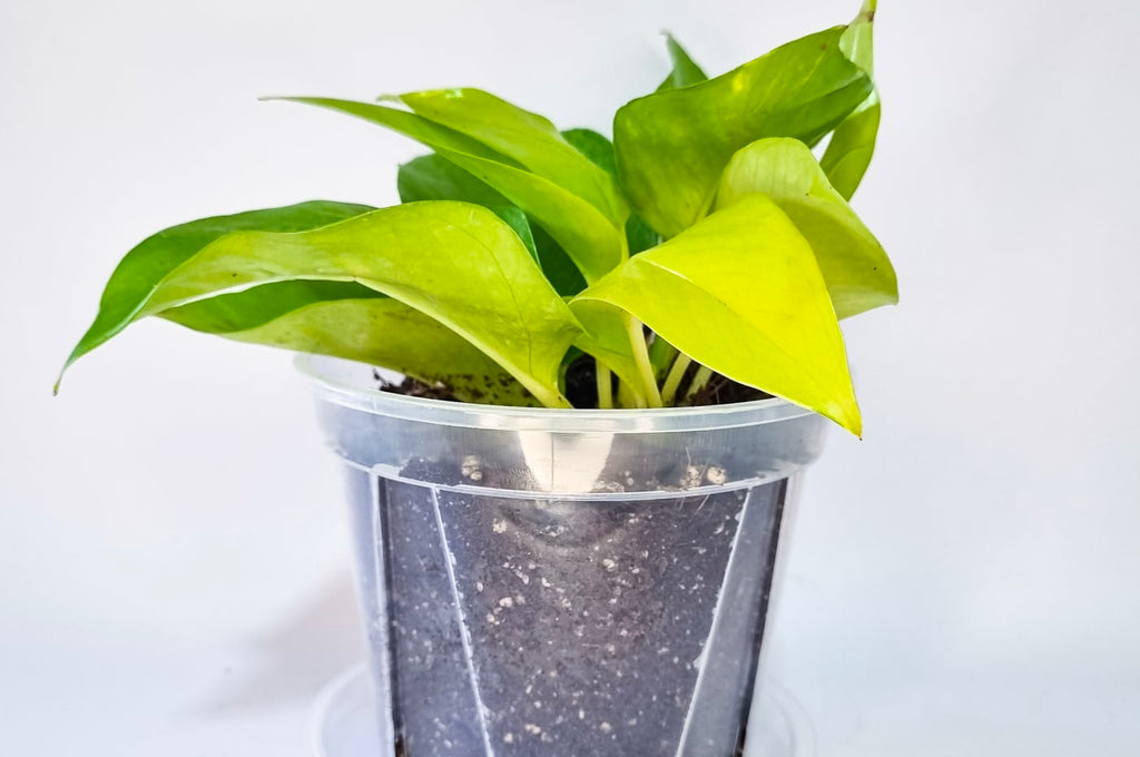 Pothos Neón