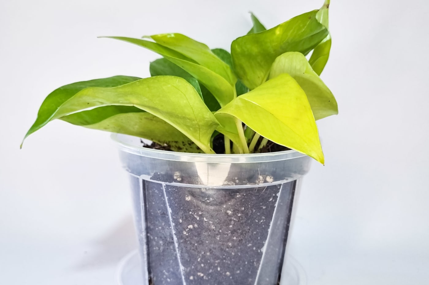 Pothos Neón