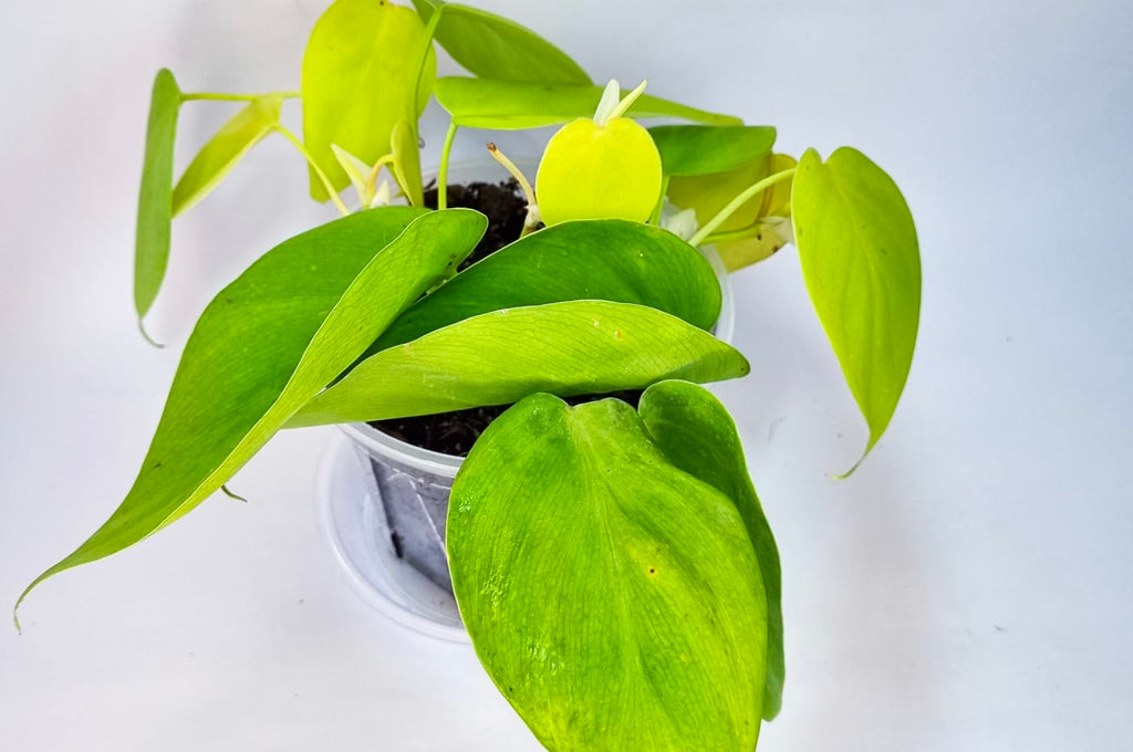Pothos Neón