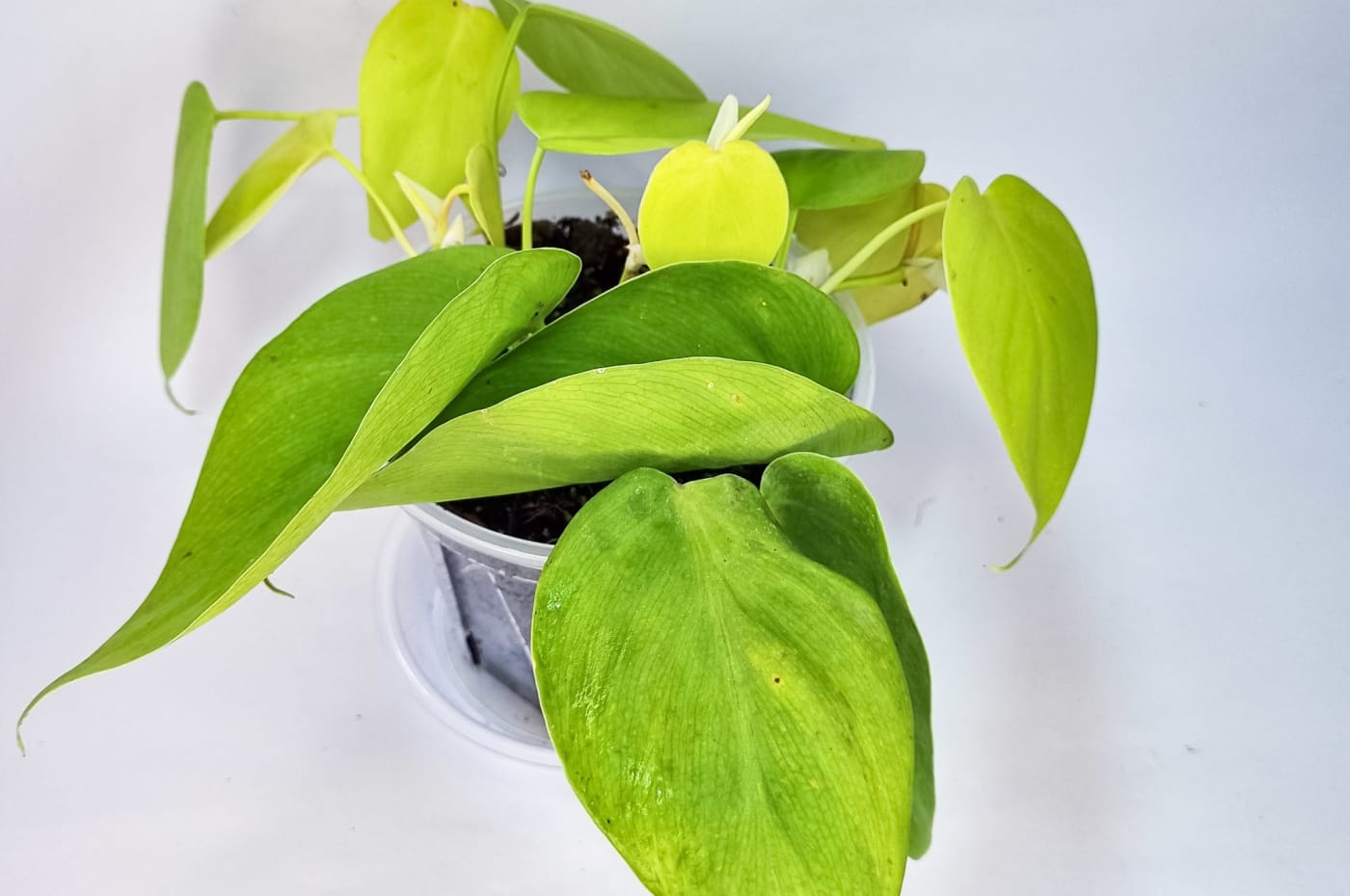 Pothos Neón