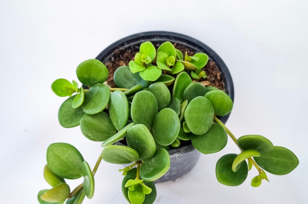 Peperomia Hope