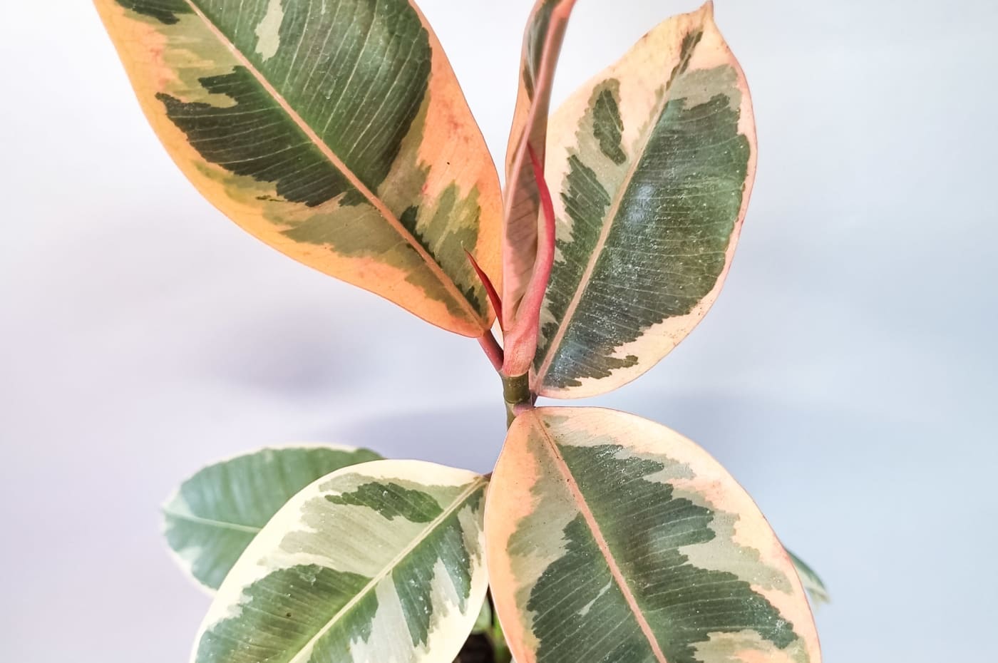Ficus Tinike
