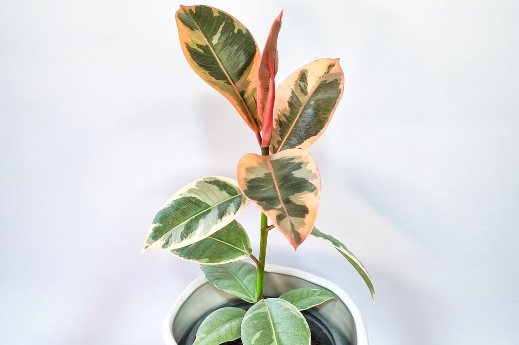 Ficus Tinike