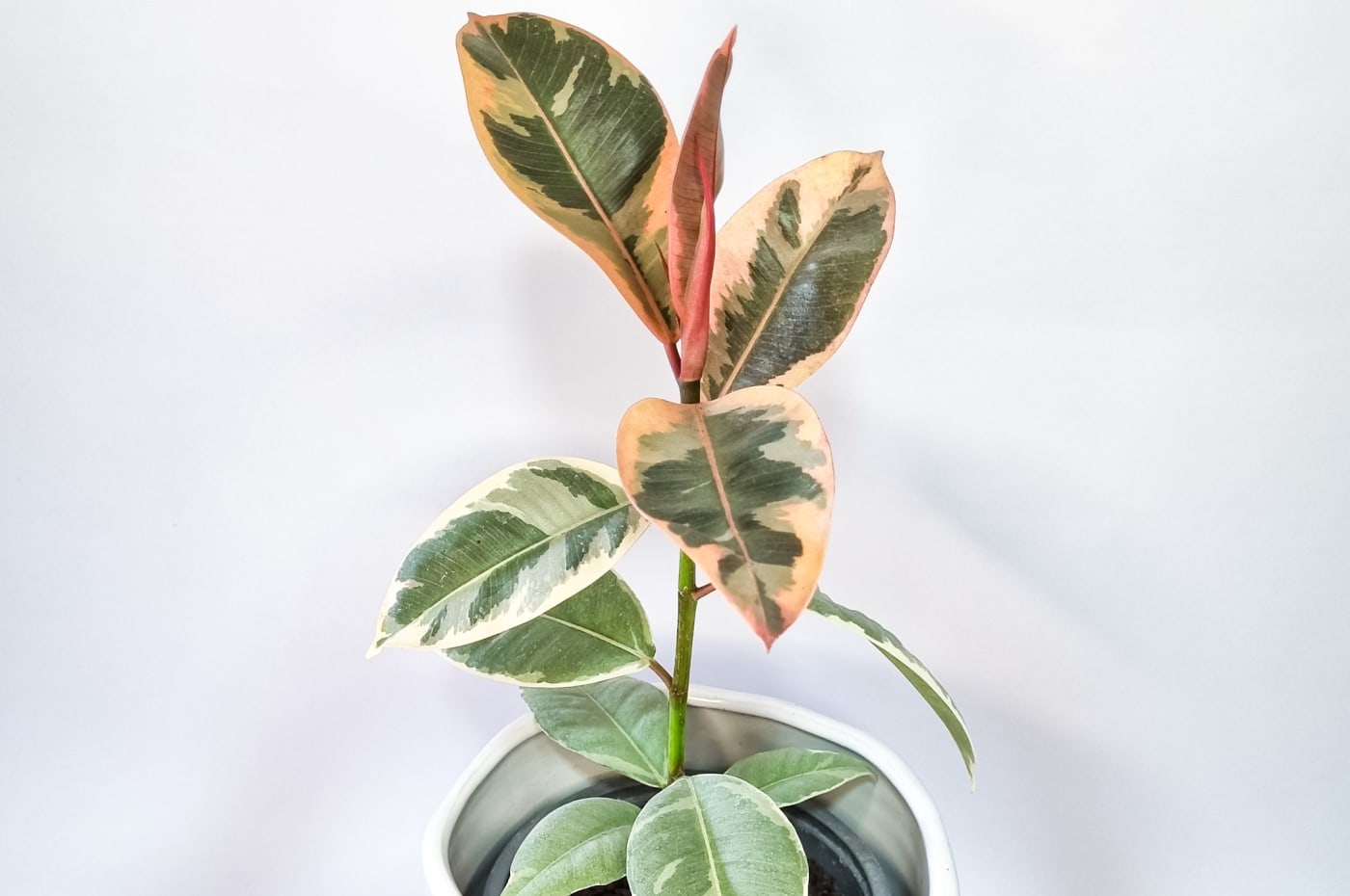 Ficus Tinike