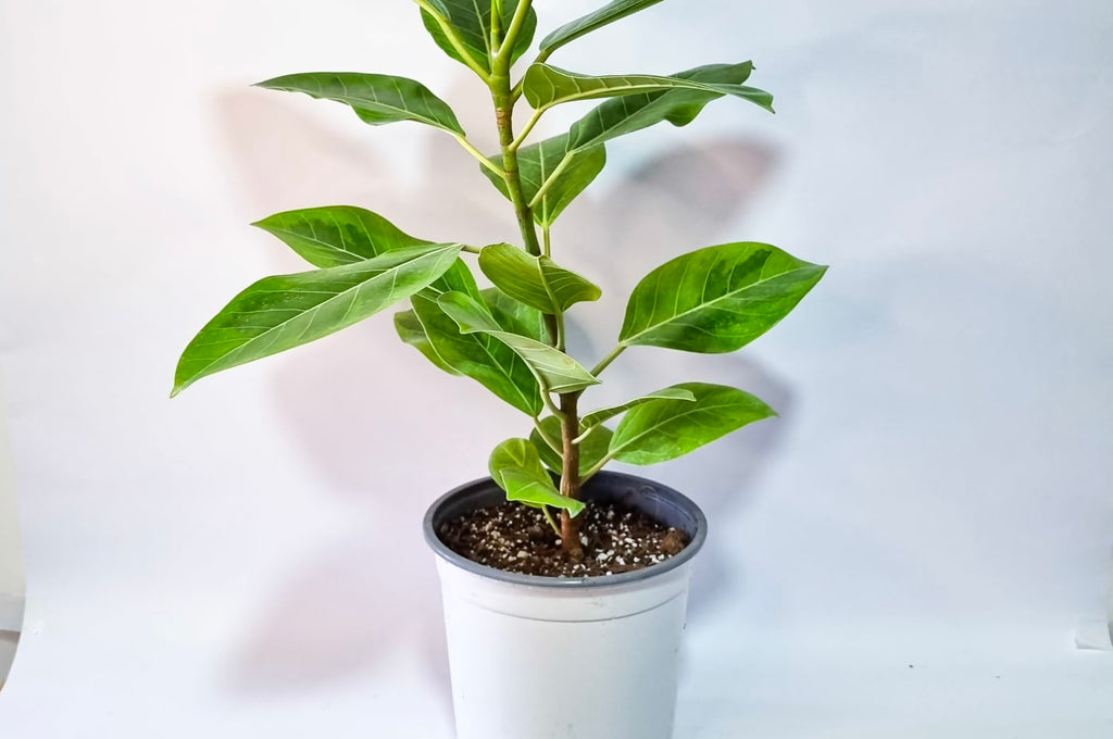 Ficus Altissima