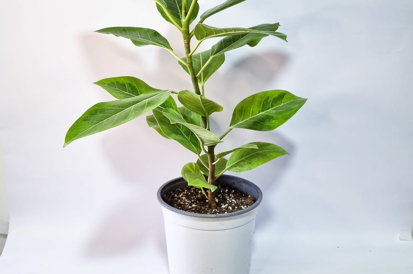 Ficus Altissima