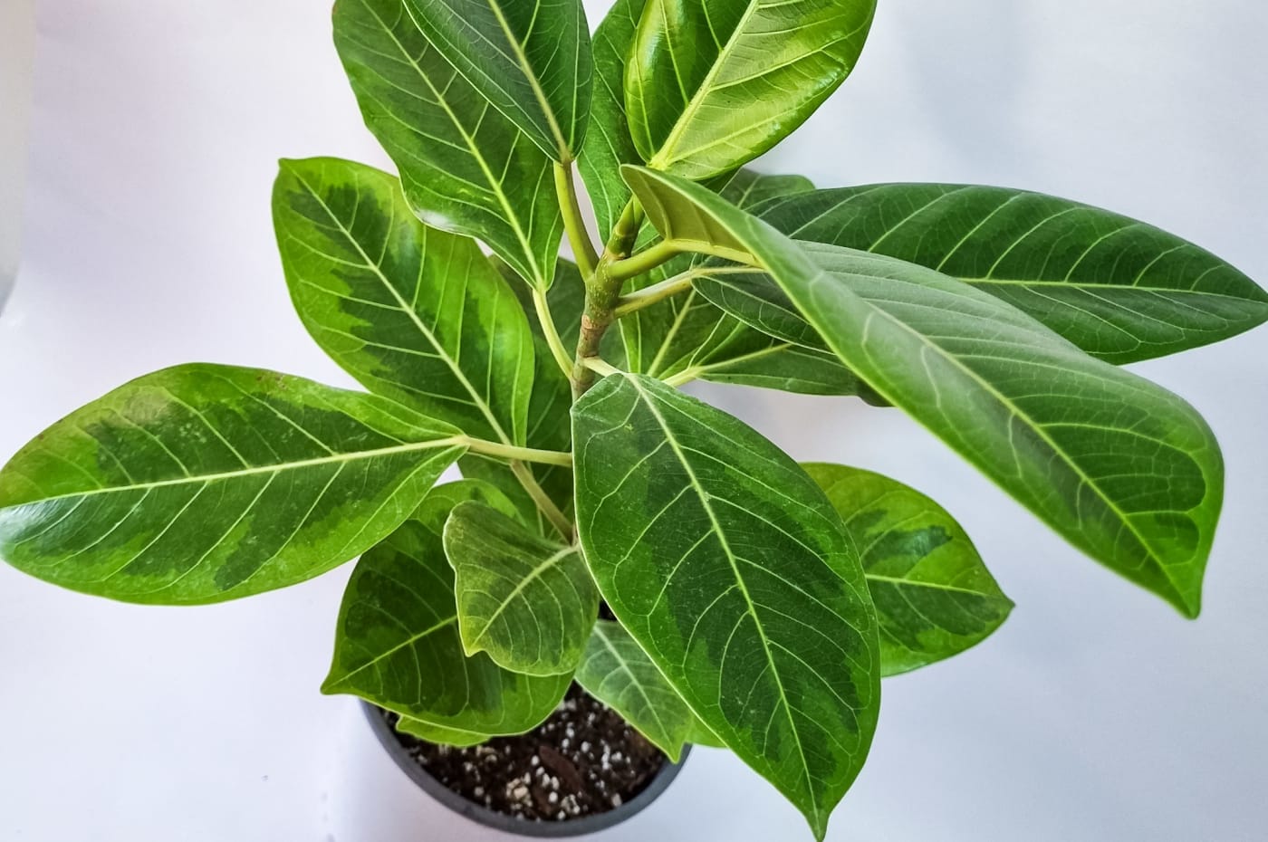 Ficus Altissima