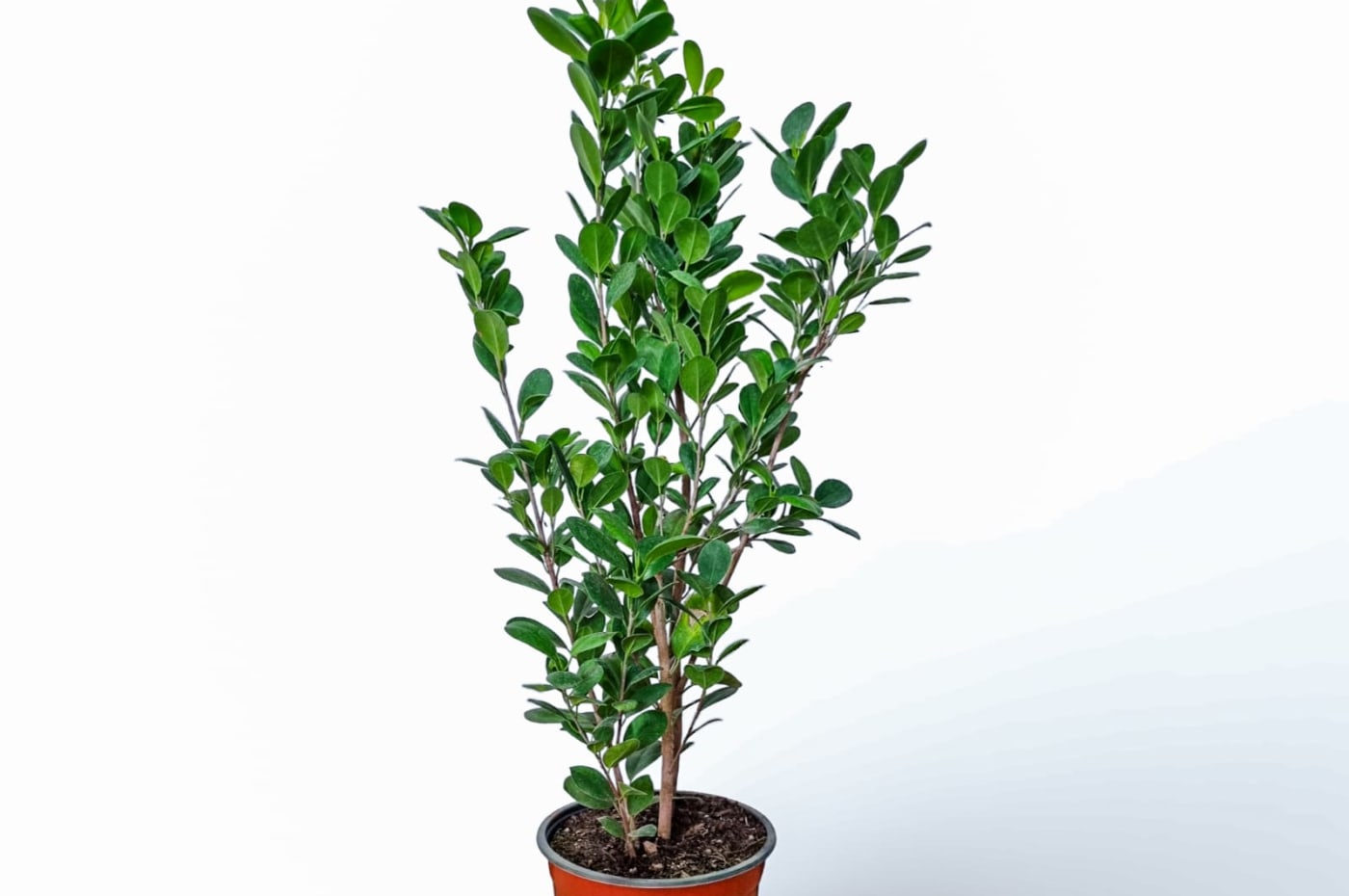 Ficus Moclame