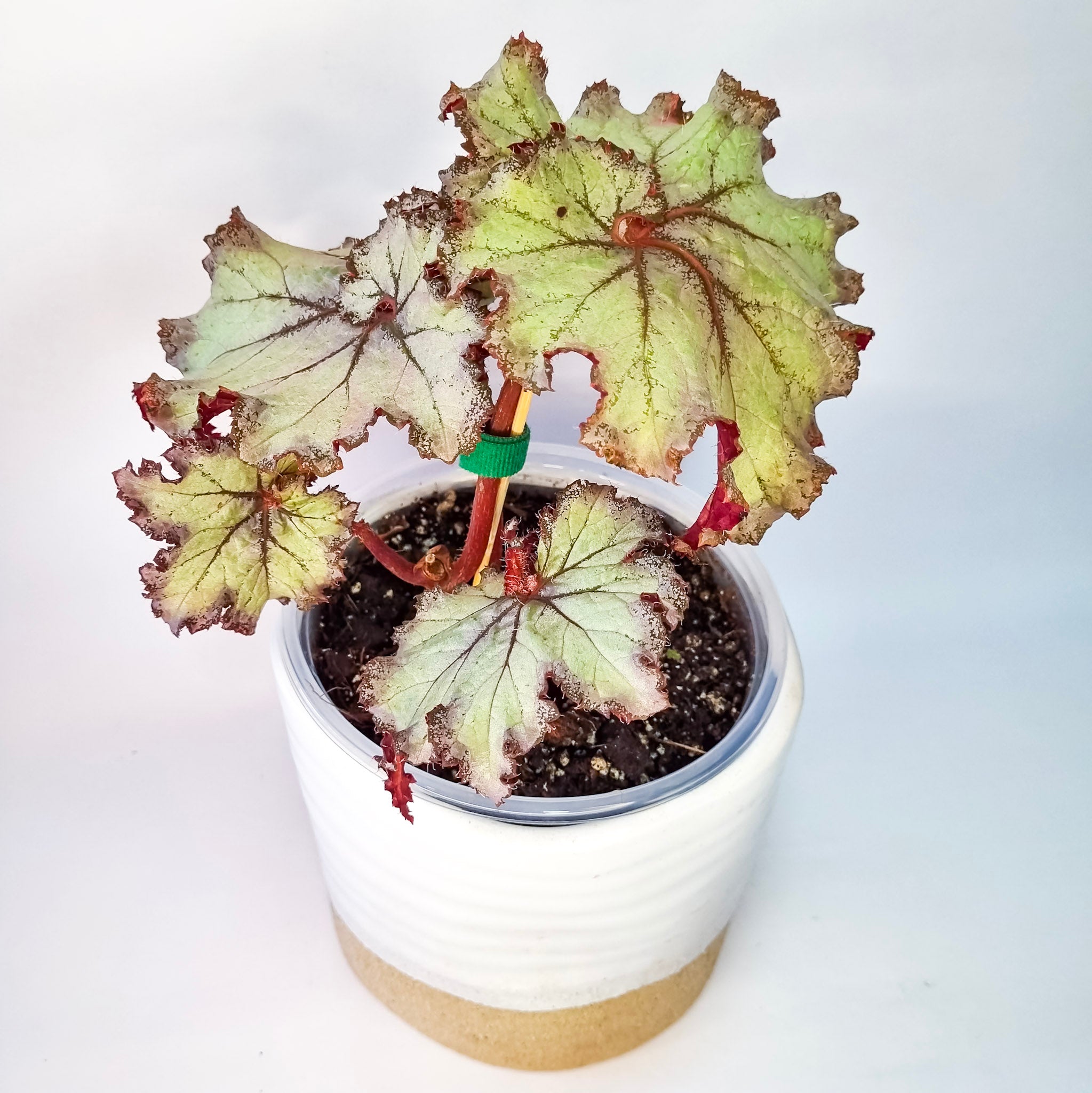 Begonia Rex Silver