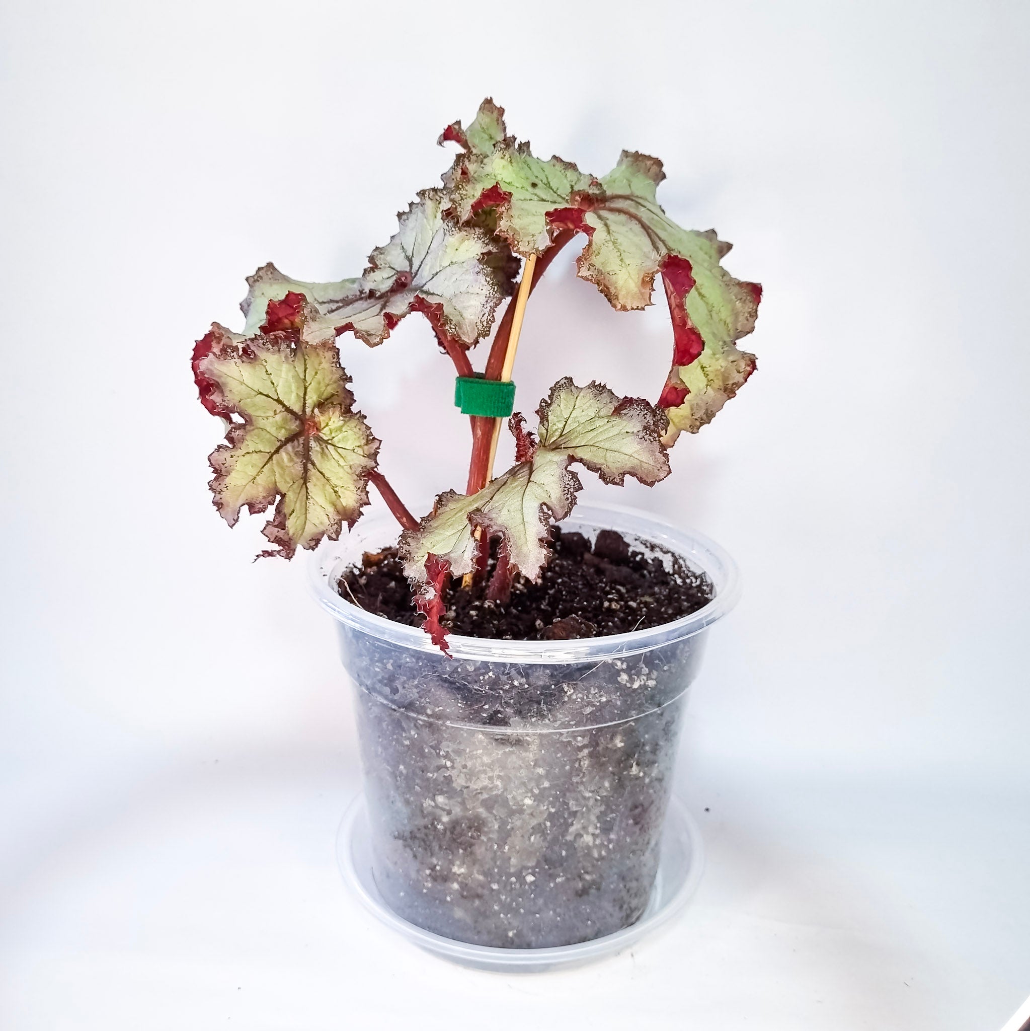 Begonia Rex Silver