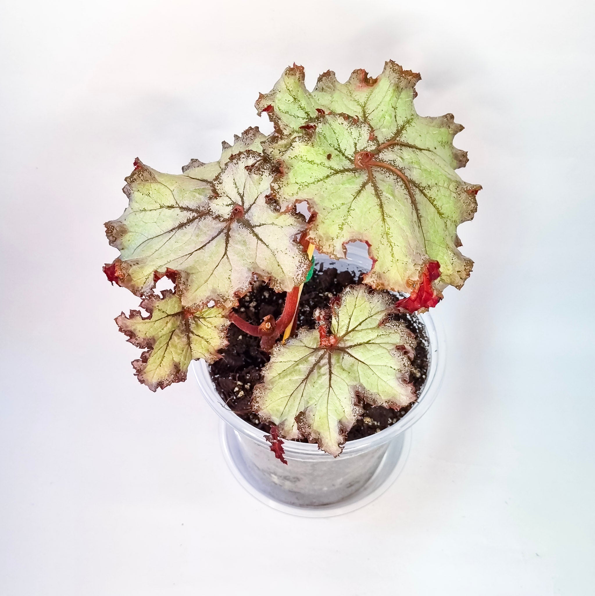 Begonia Rex Silver