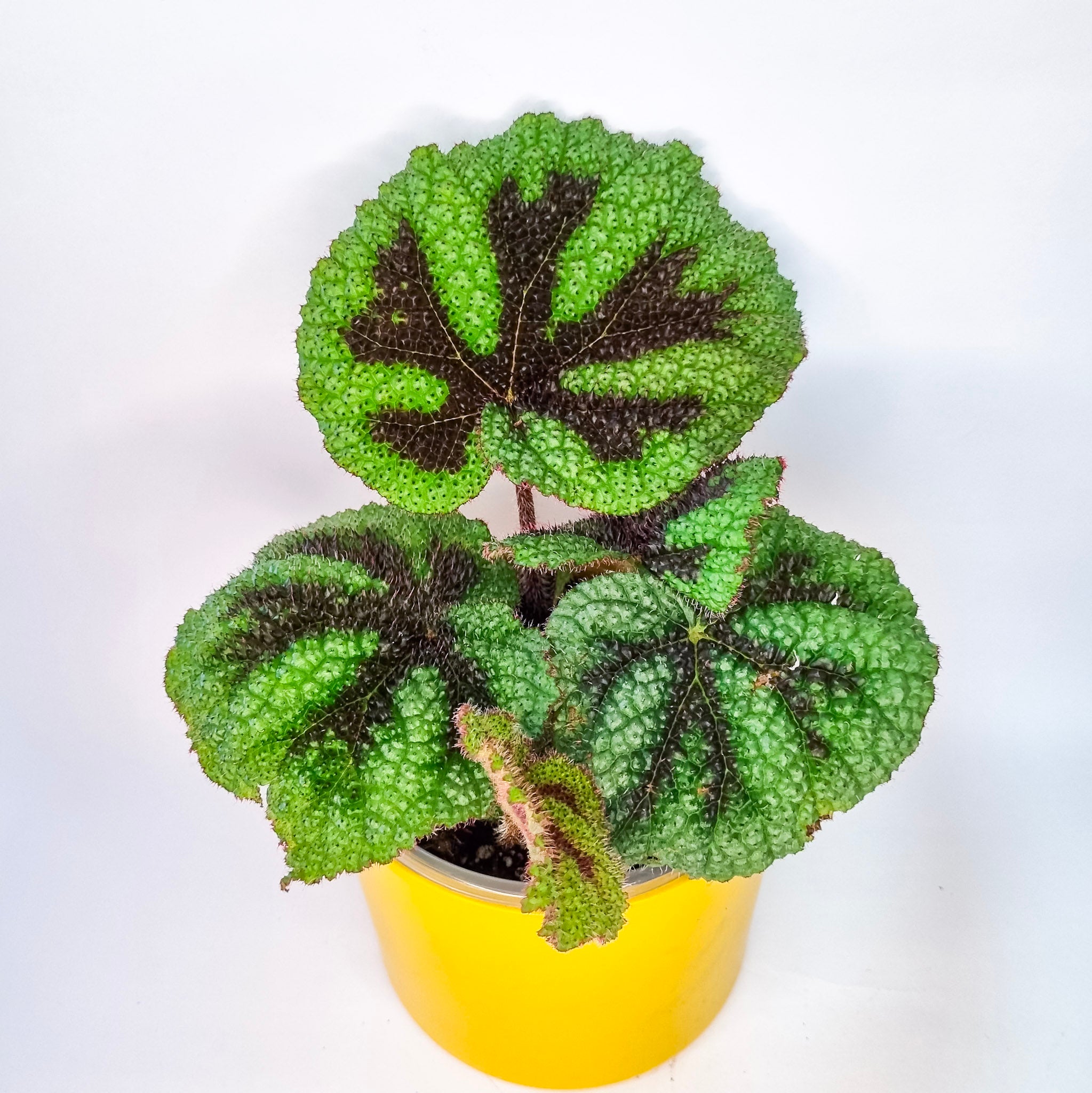 Begonia Cruz de Hierro