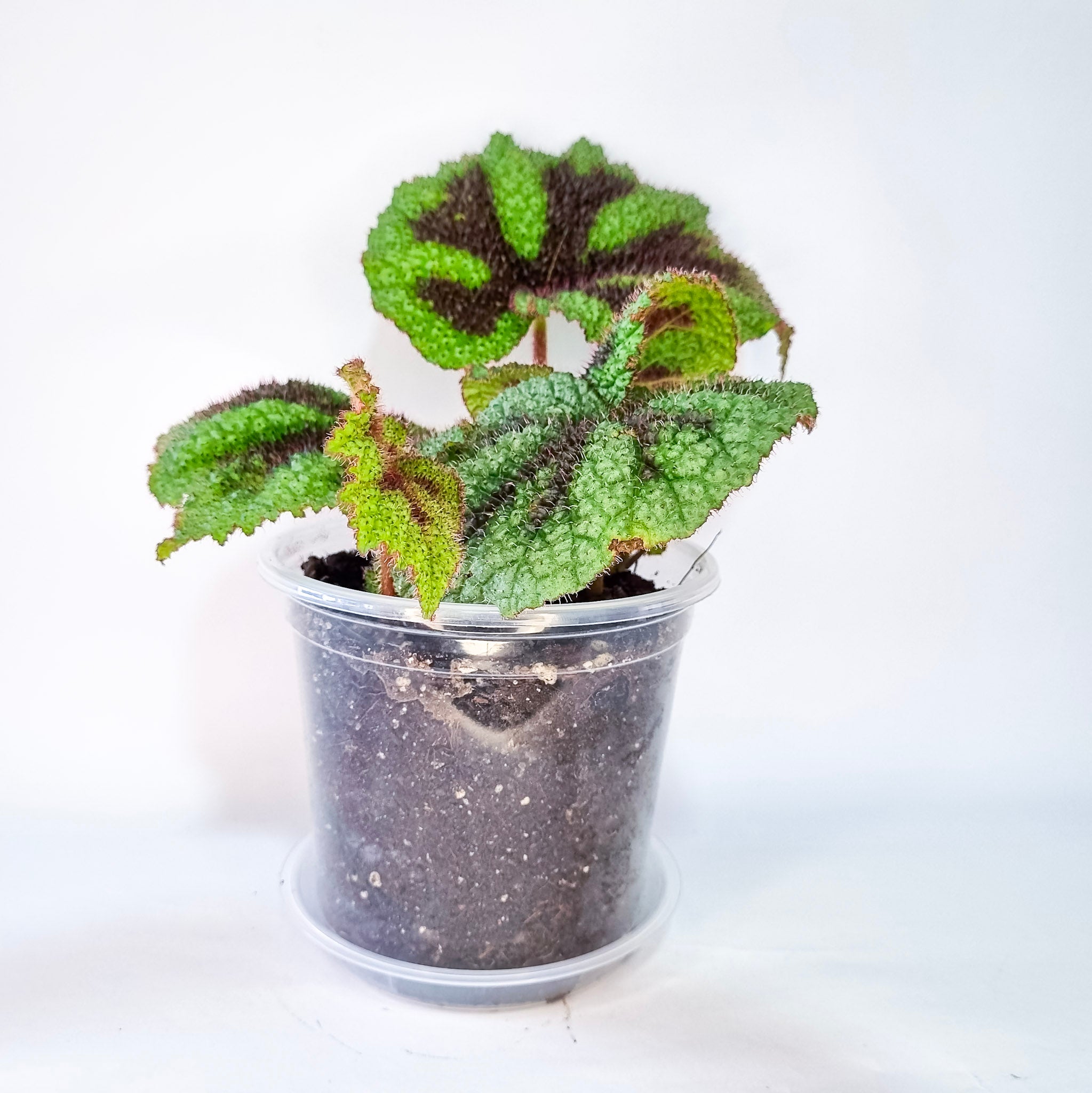 Begonia Cruz de Hierro