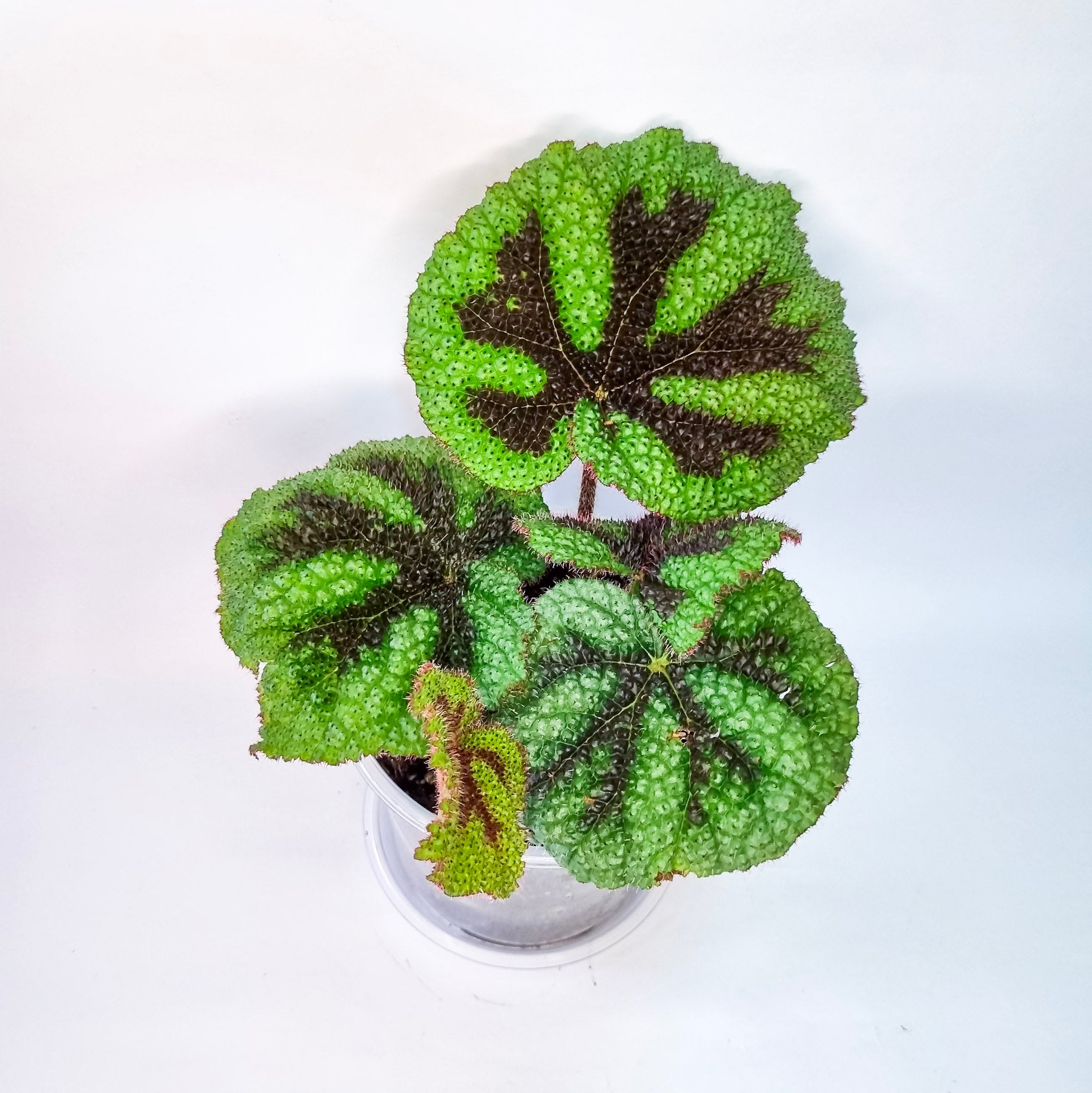 Begonia Cruz de Hierro