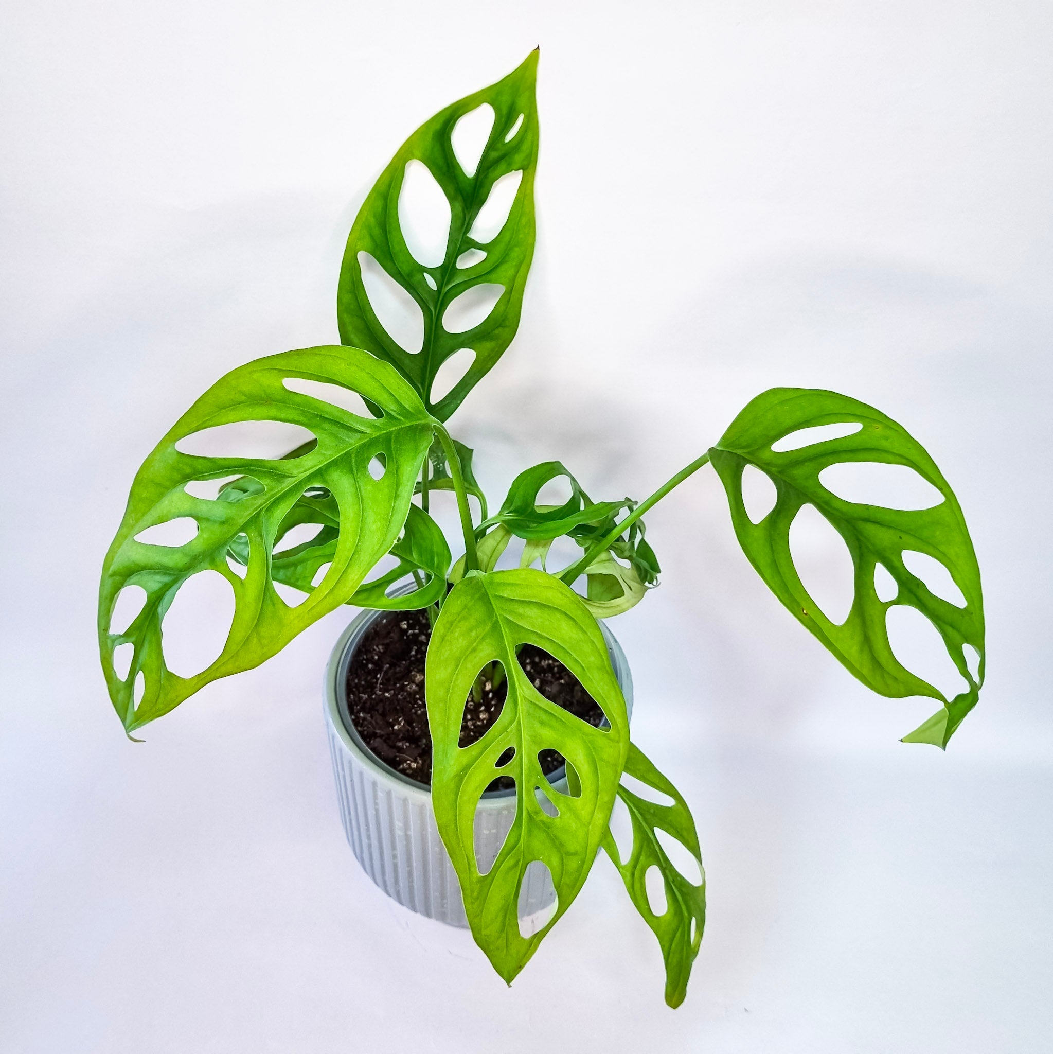Monstera Adansonni