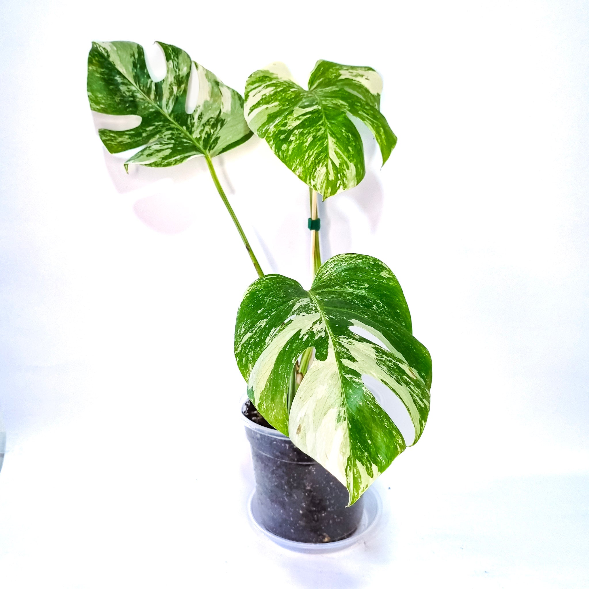 Monstera Variegada