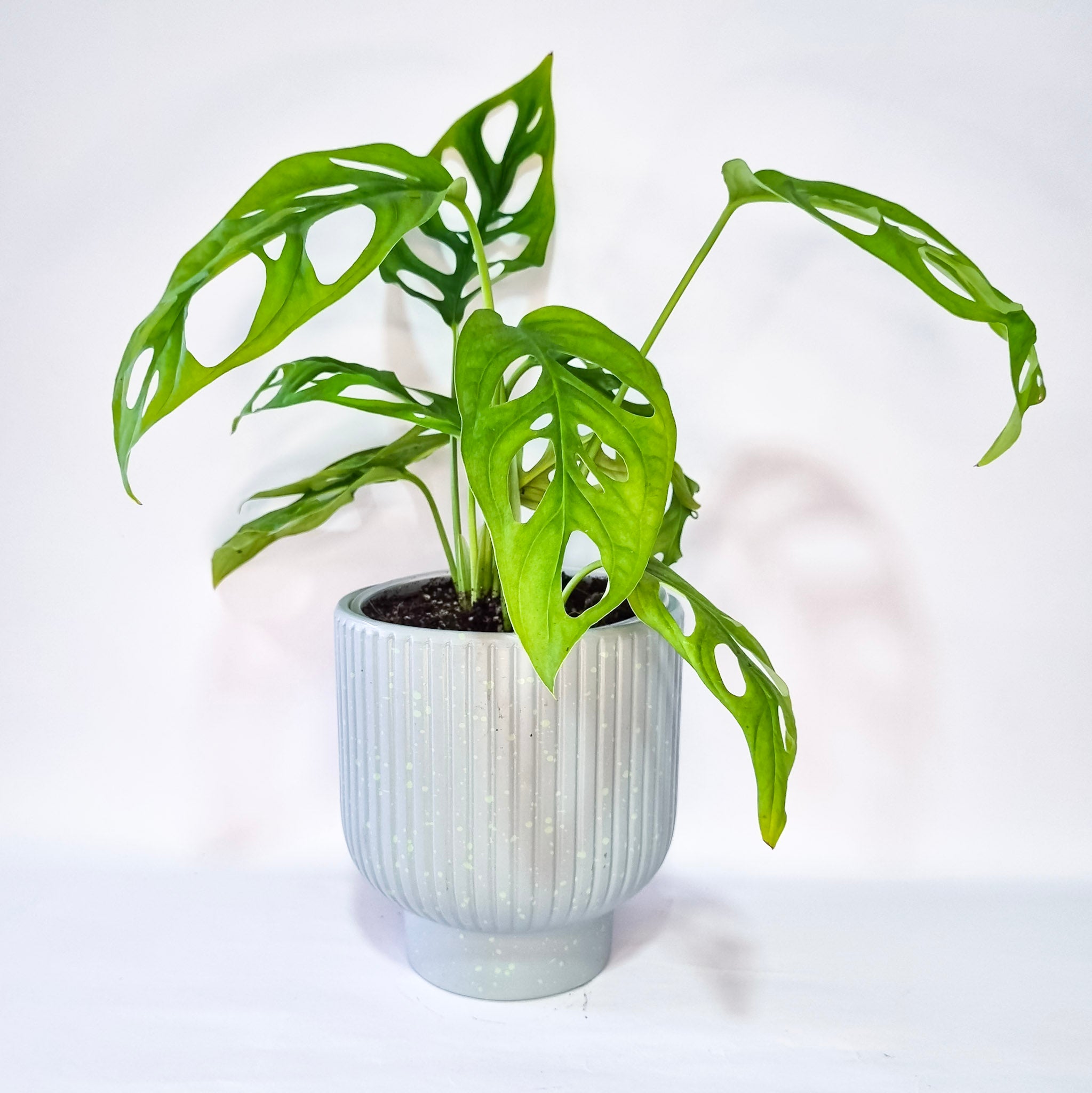 Monstera Adansonni