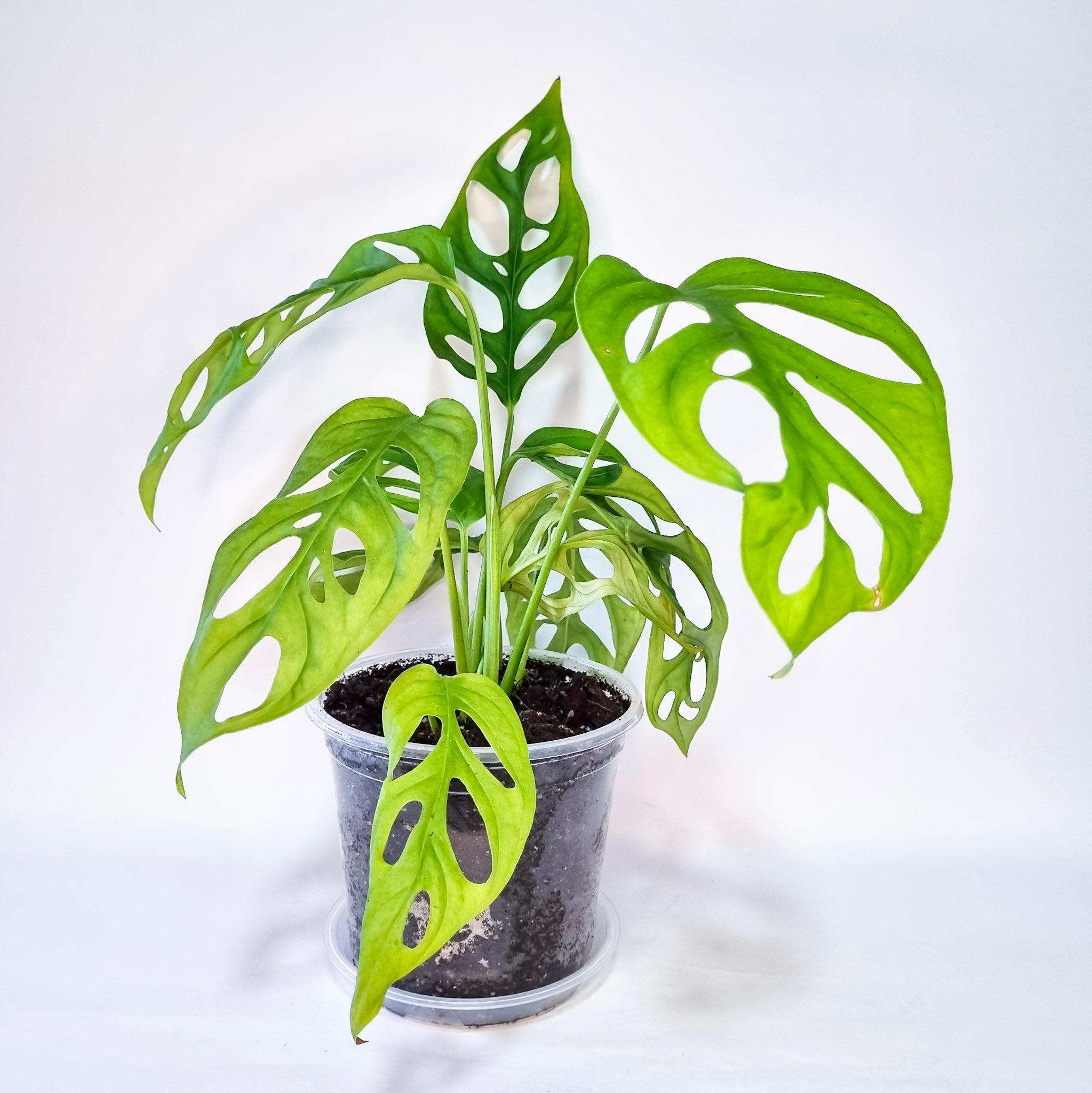 Monstera Adansonni
