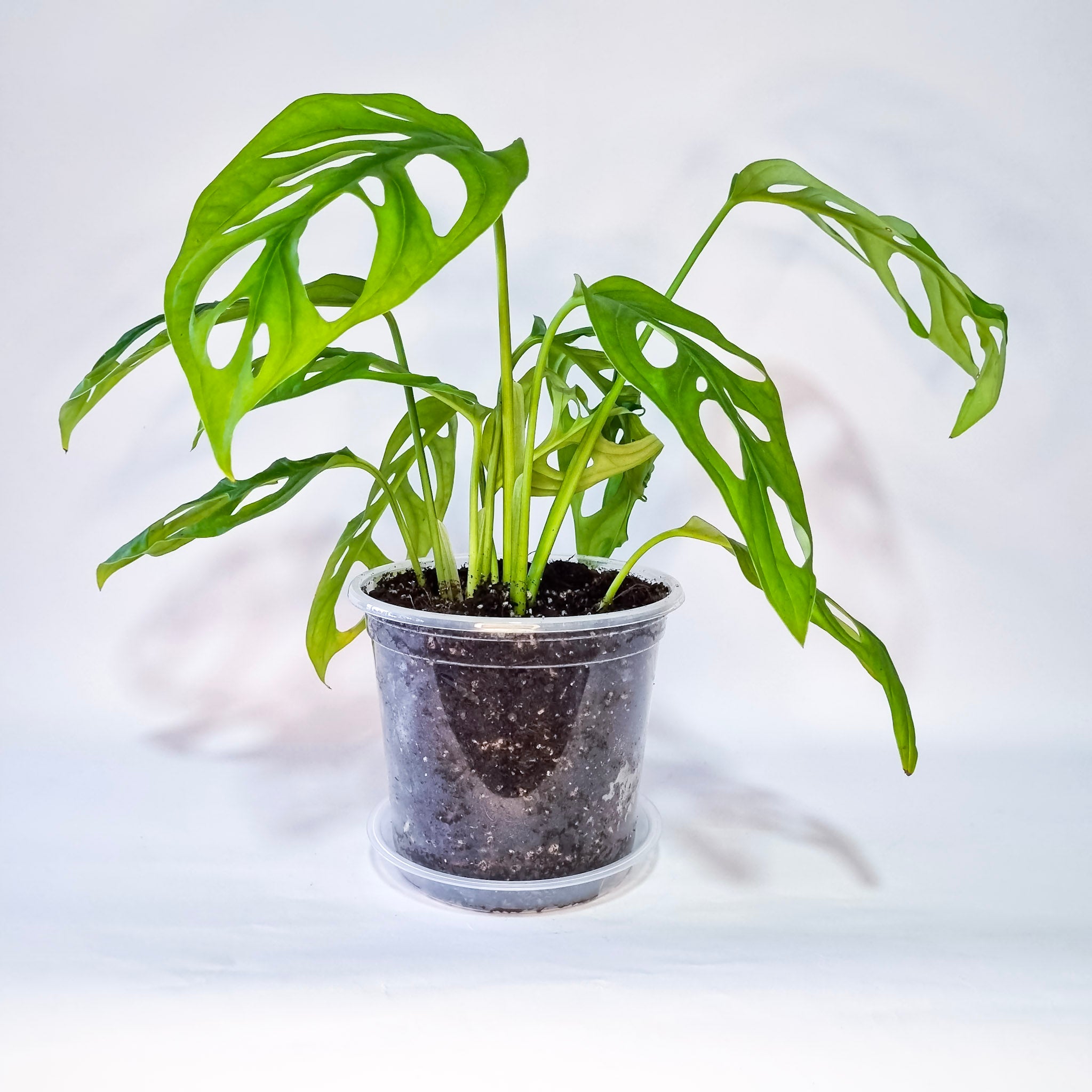 Monstera Adansonni