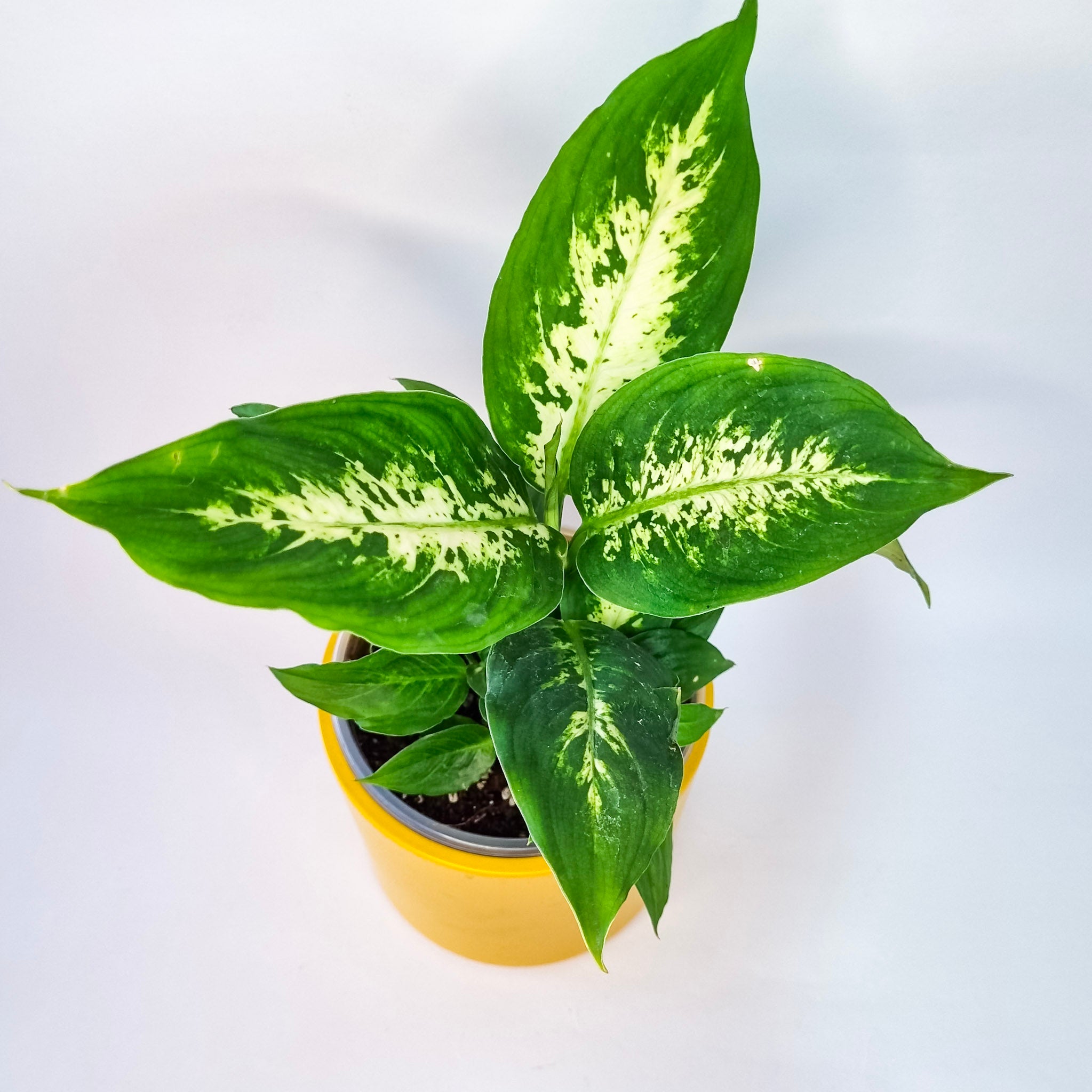 Dieffenbachia Camilla
