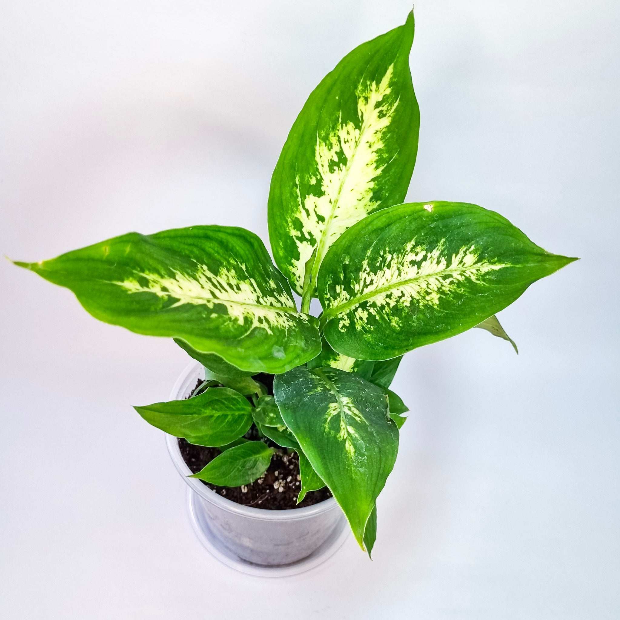 Dieffenbachia Camilla