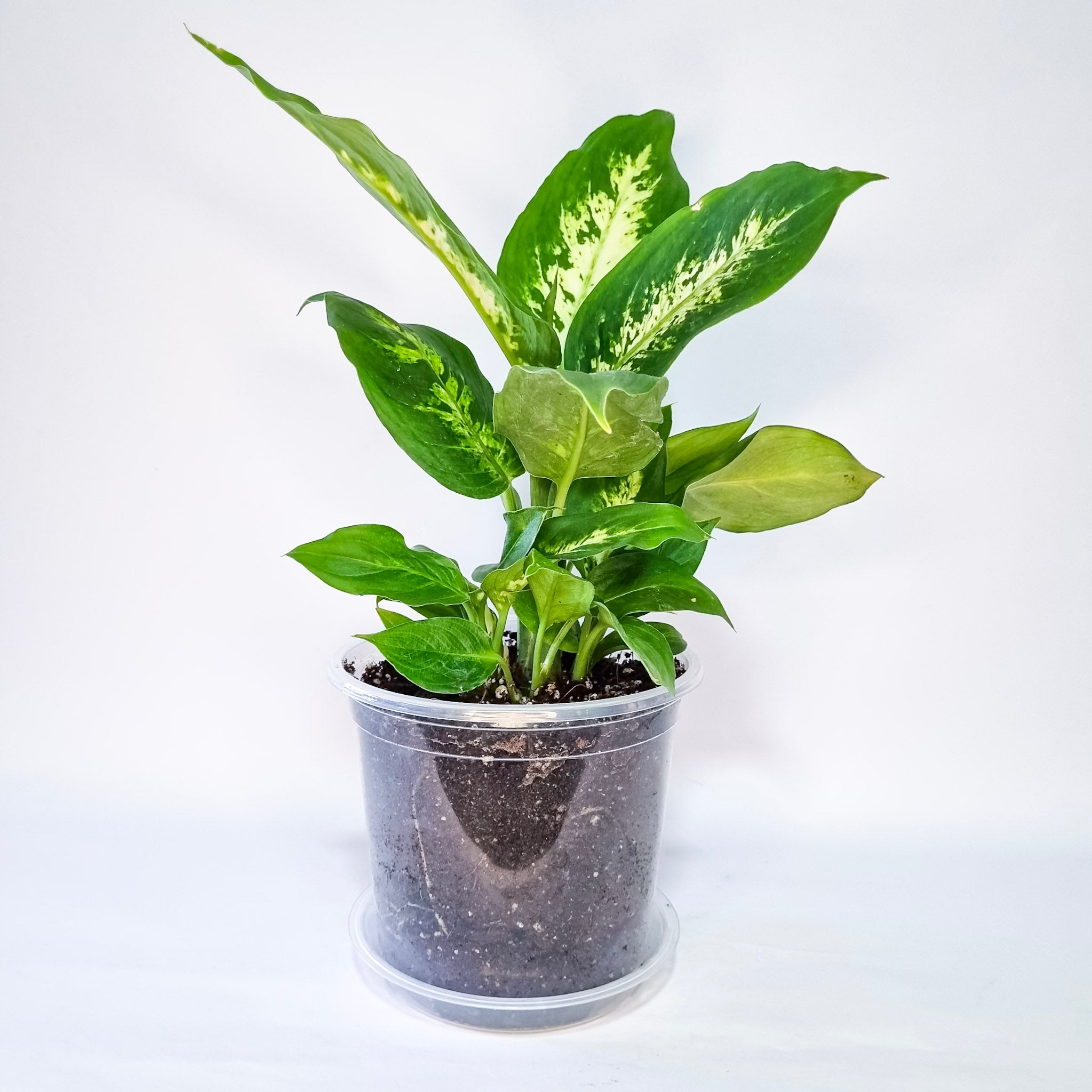 Dieffenbachia Camilla