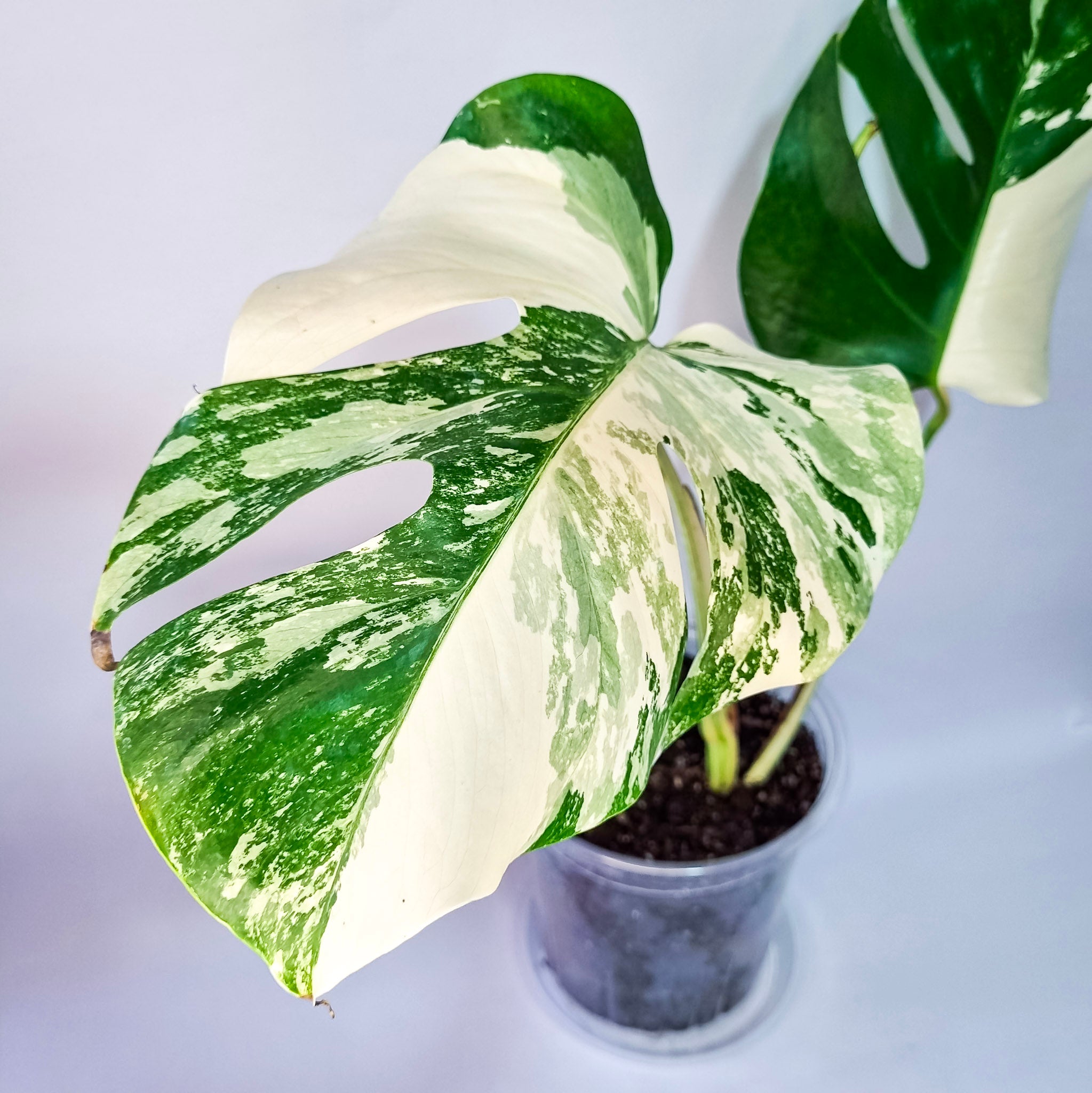 Monstera Variegada